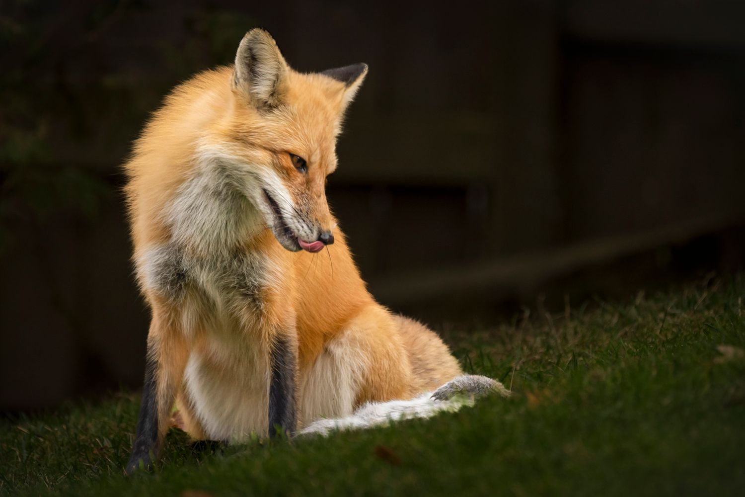 Red fox sitting looking down at prey, in grass in a suburban setting.