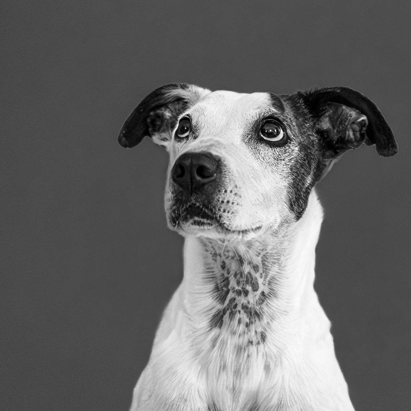 Black and white portrait of a white dog with expressive eyes and pointed ears.
