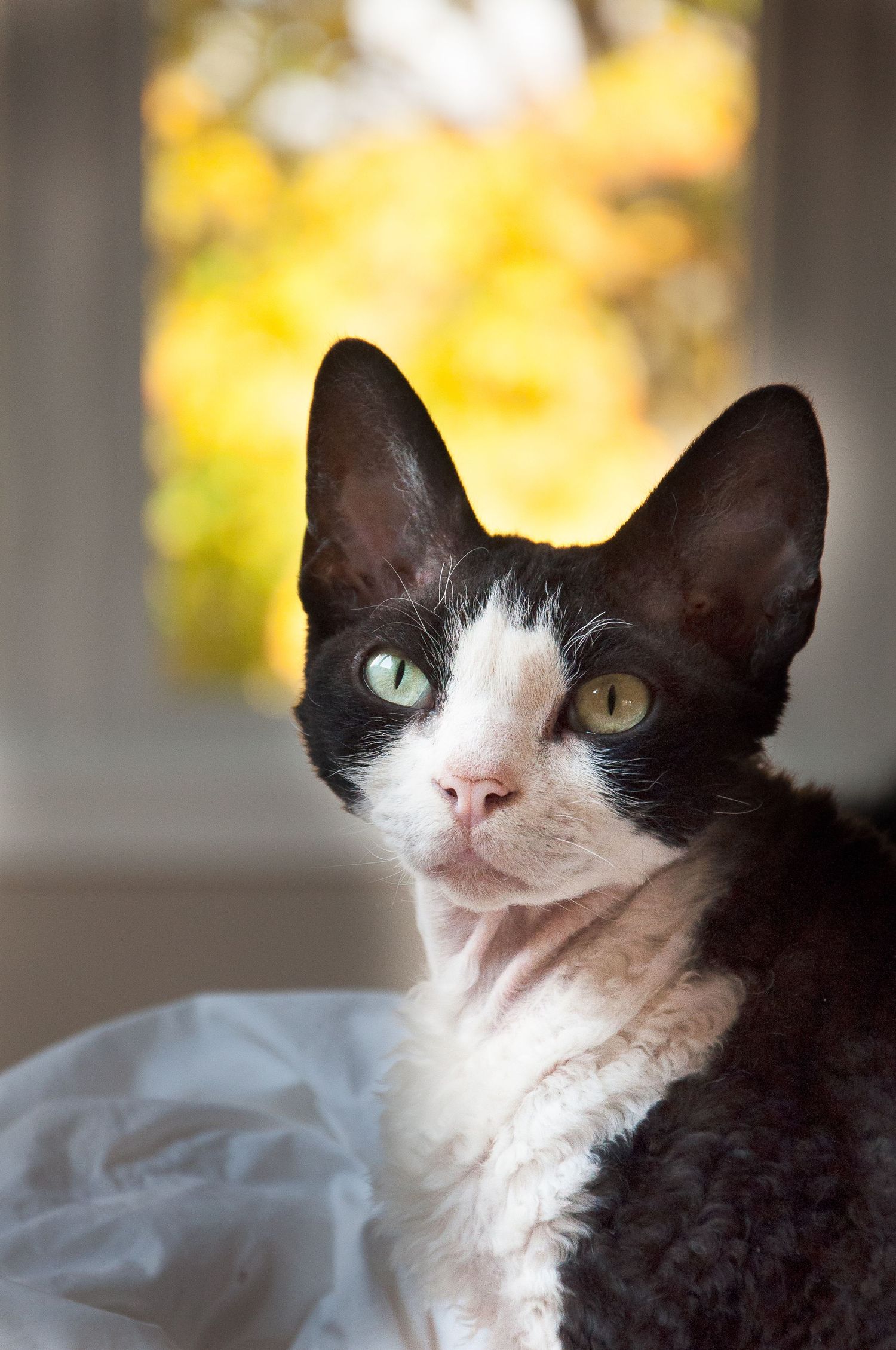 A black and white cat with bright eyes sits alertly against a warm autumn background.