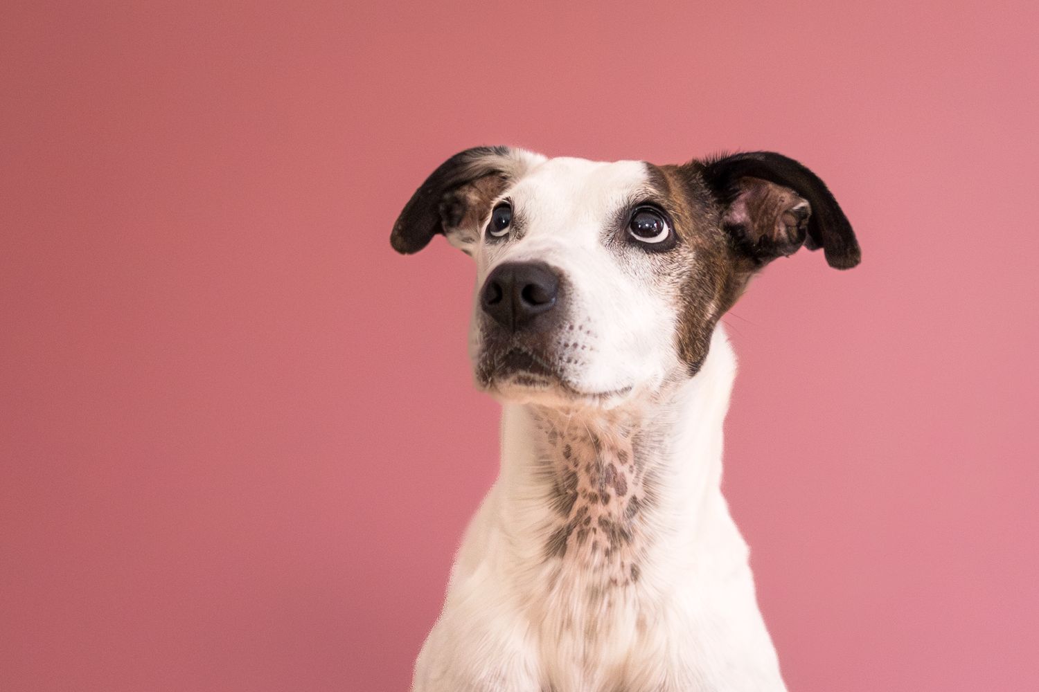 Small white dog with brown spots and pointy ears looks inquisitively at camera against pink background.