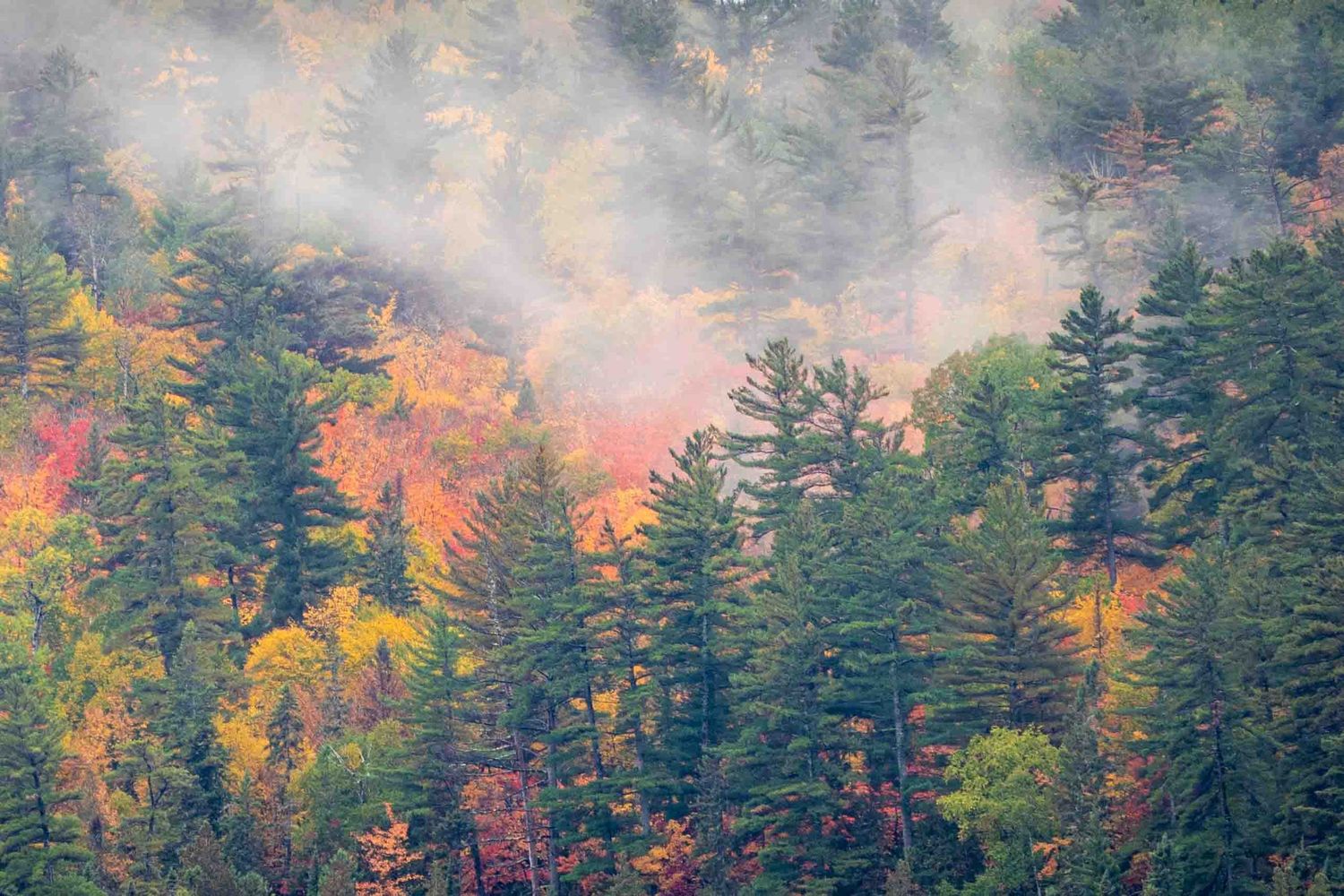 Misty autumn forest with vibrant fall foliage and evergreen pine trees in foggy morning light.