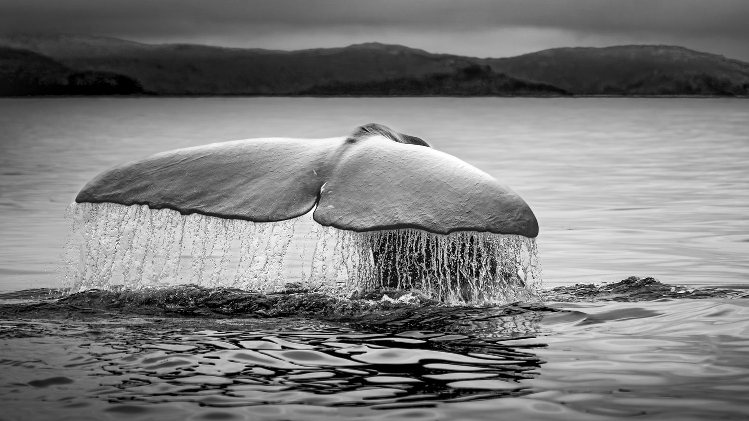 Black and white photo of a humpback whale tail rising from calm ocean waters with misty mountains in the background.