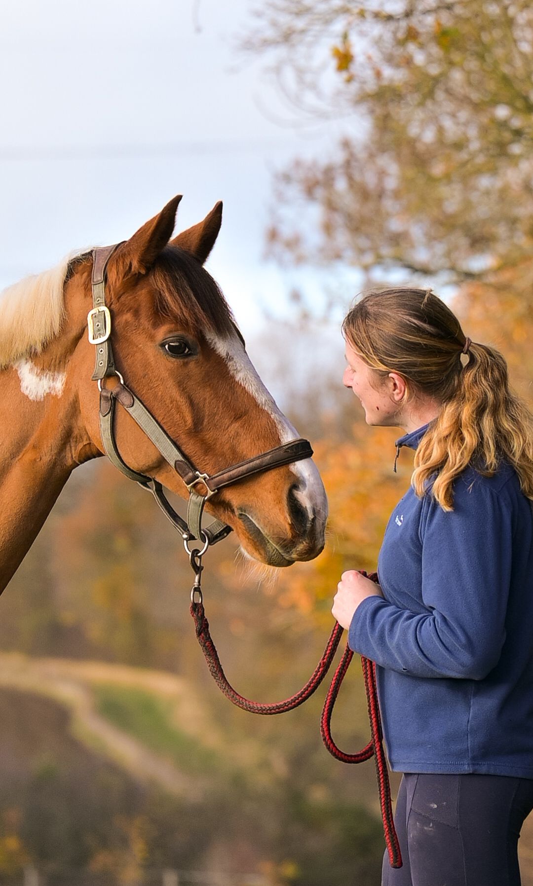 horse and rider