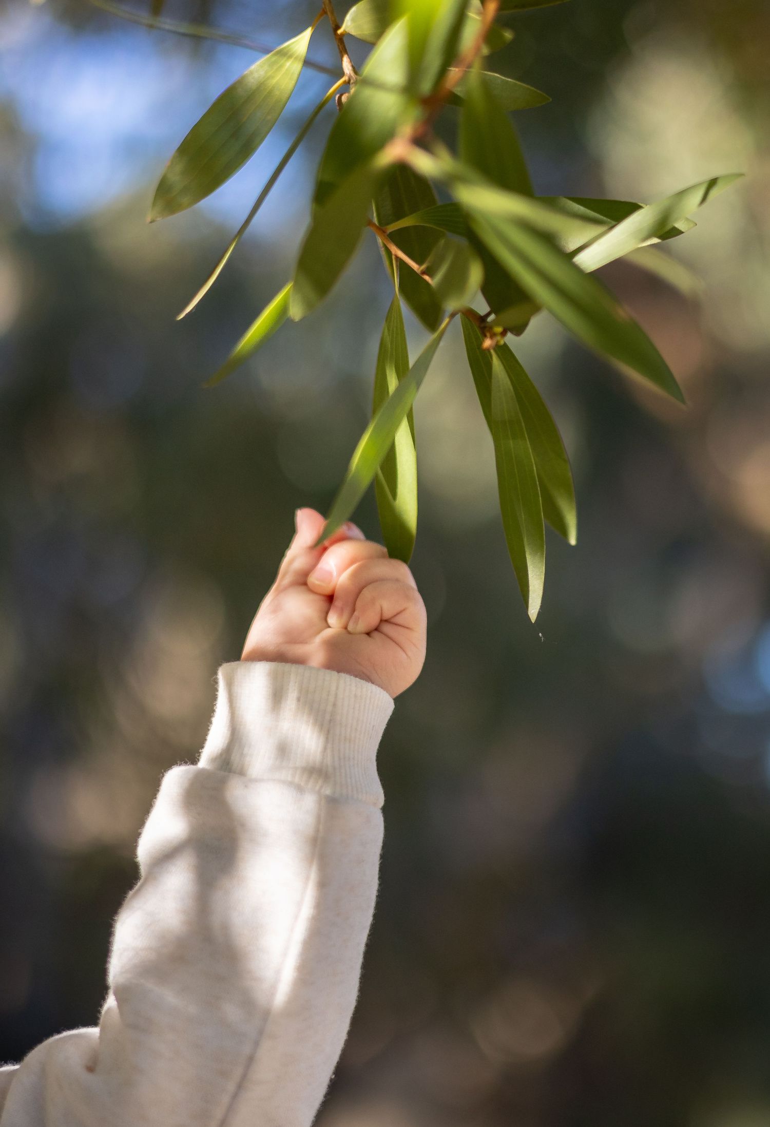 A child's hand in a white sweater reaches up to grasp green leaves on a sunlit tree branch outdoors.