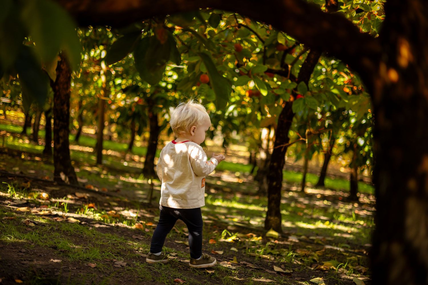 Toddler in white jacket explores a sunlit autumn orchard with colorful foliage and green grass.