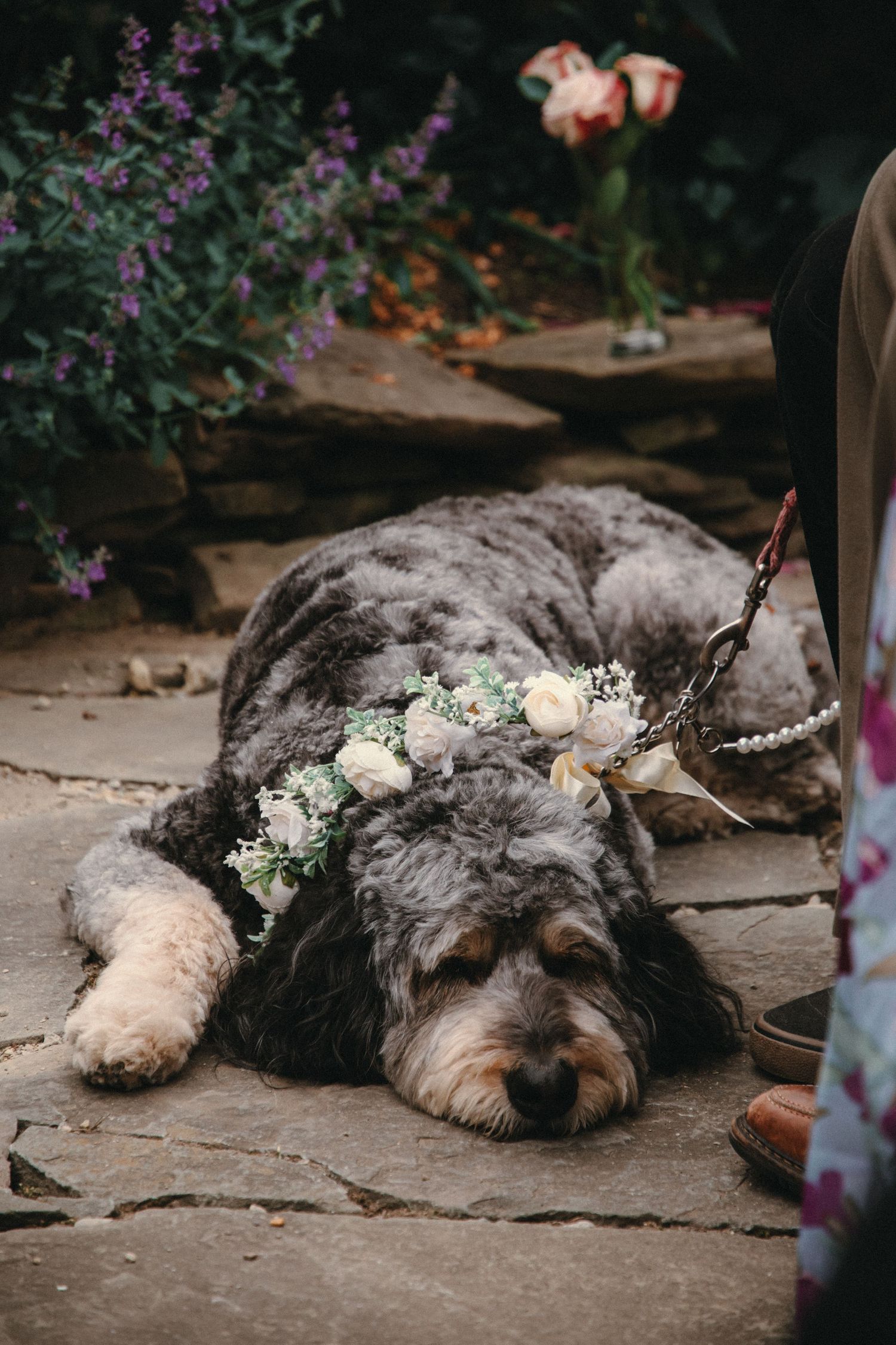 A fluffy gray dog wearing a floral crown of white roses lies on stone pavers surrounded by purple flowers.