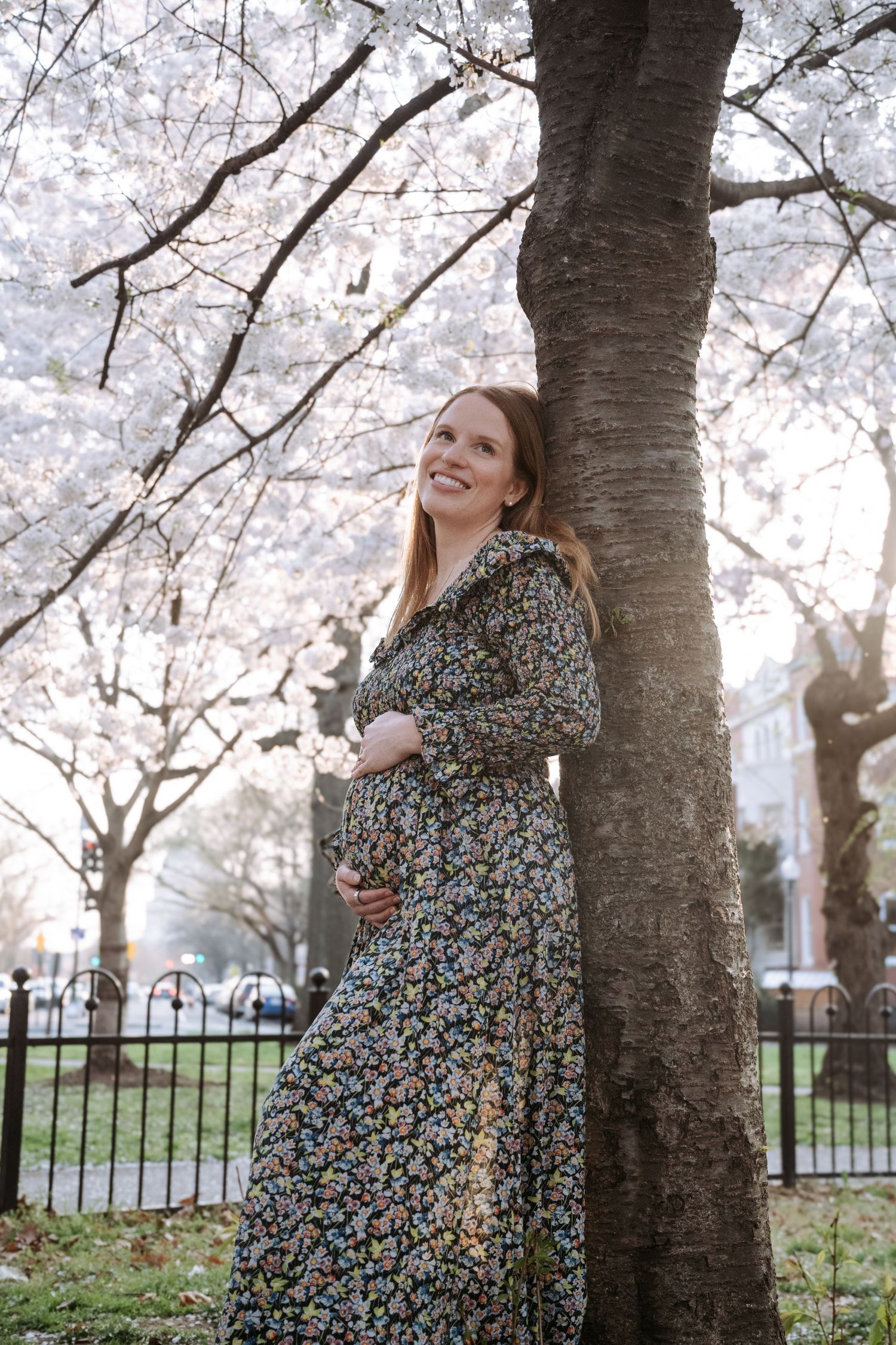 Spring maternity portrait by an iron fence with blooming cherry blossoms overhead.