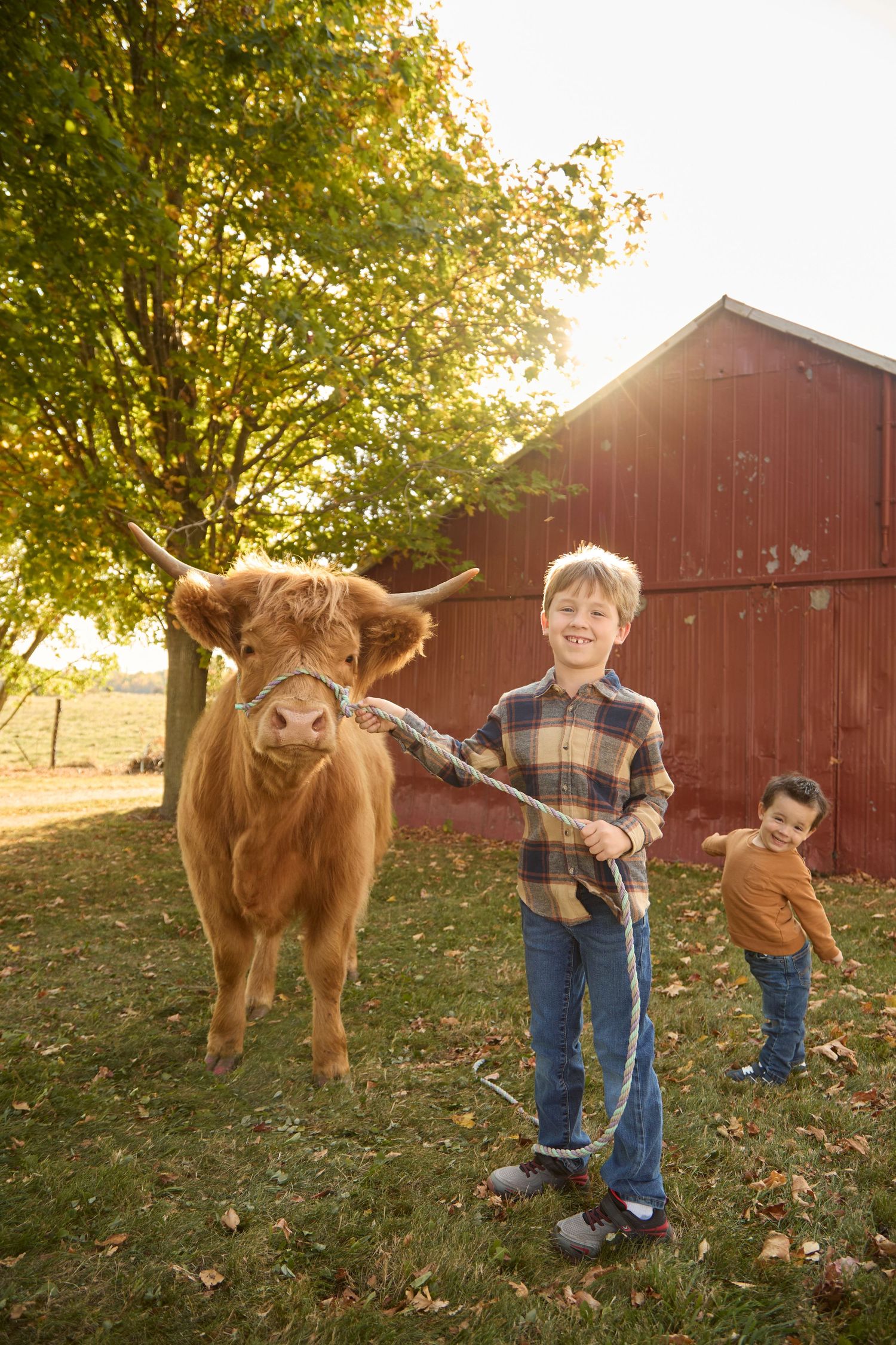 Brothers with highland cow in fall setting against a red barn.
