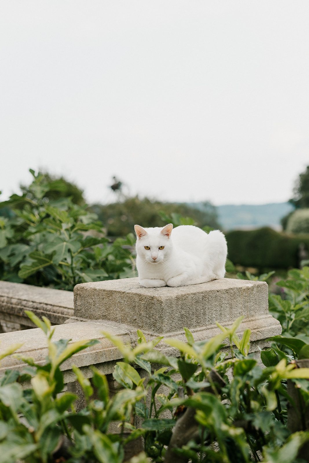 A white cat resting on a stone pedestal surrounded by lush green garden foliage.