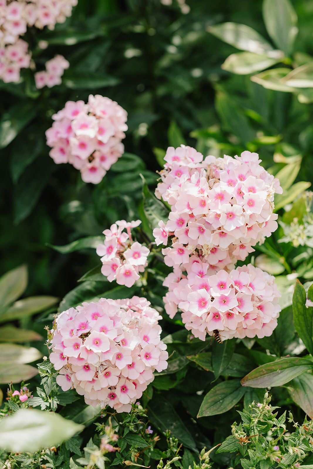 Clusters of delicate pink phlox flowers with dark pink centers blooming among lush green leaves in a garden.