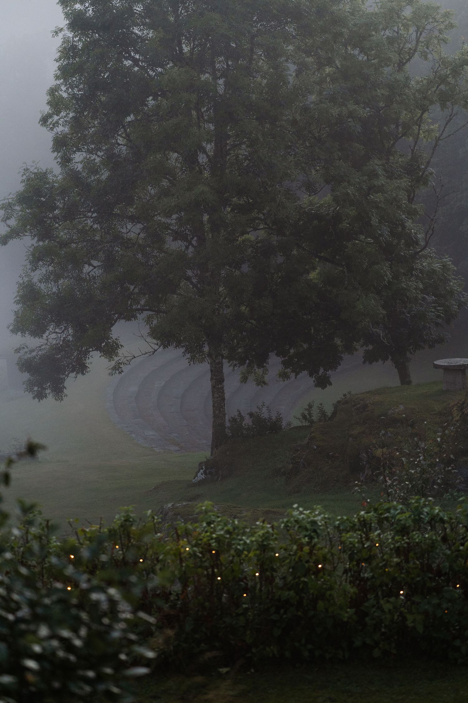 Moody foggy evening landscape with large tree, green hedges, and string lights in garden.