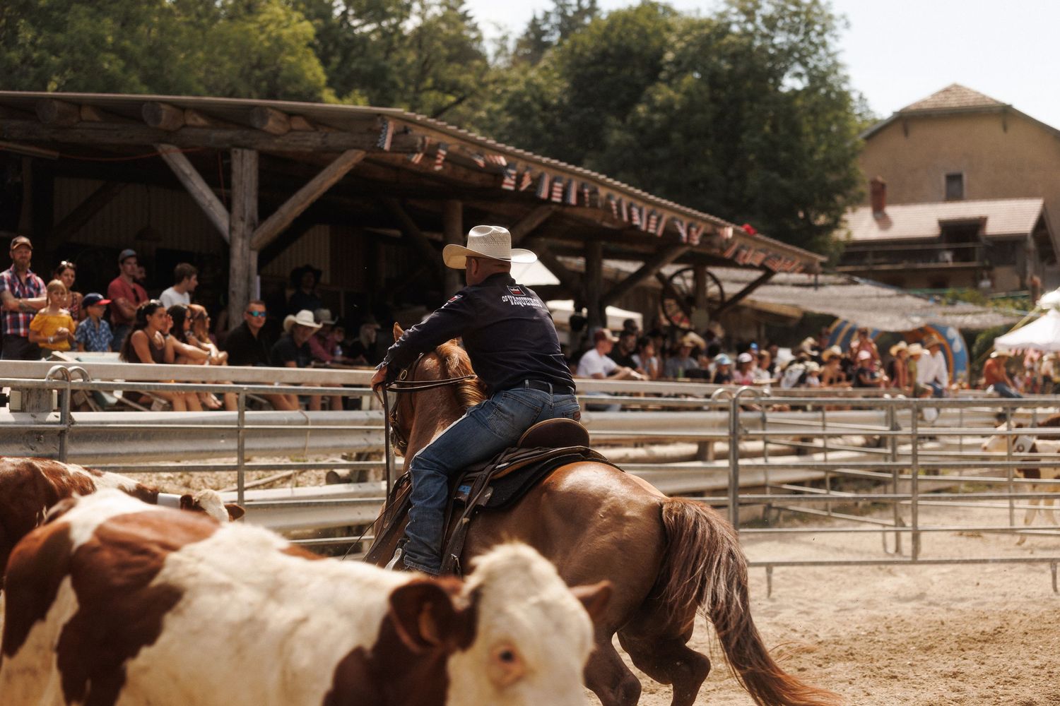 Cowboy on horseback herding cattle at a rodeo event with spectators watching from the fence.
