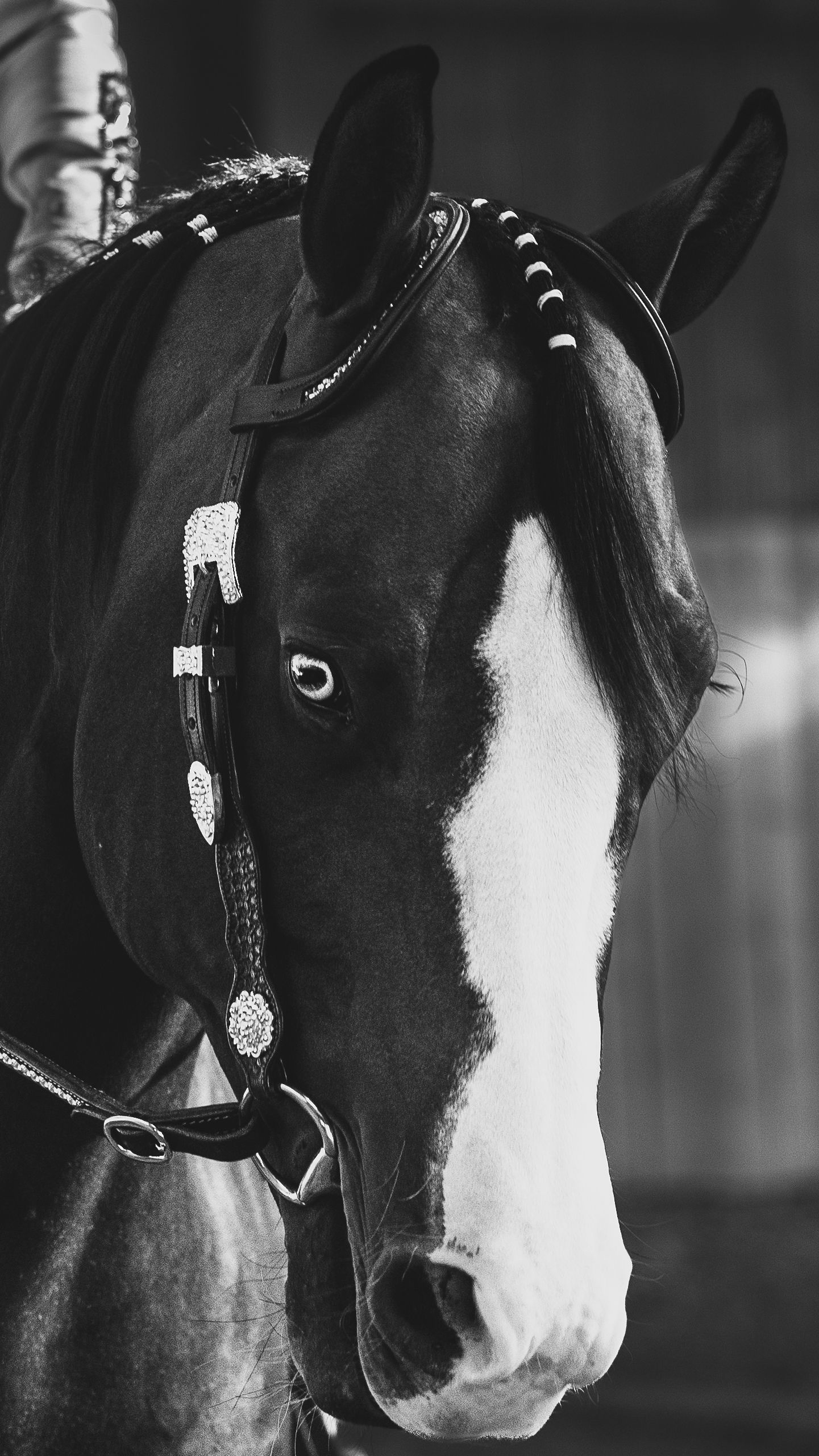 Black and white close-up portrait of a decorated horse with a white blaze, wearing an ornate bridle with silver conchos.