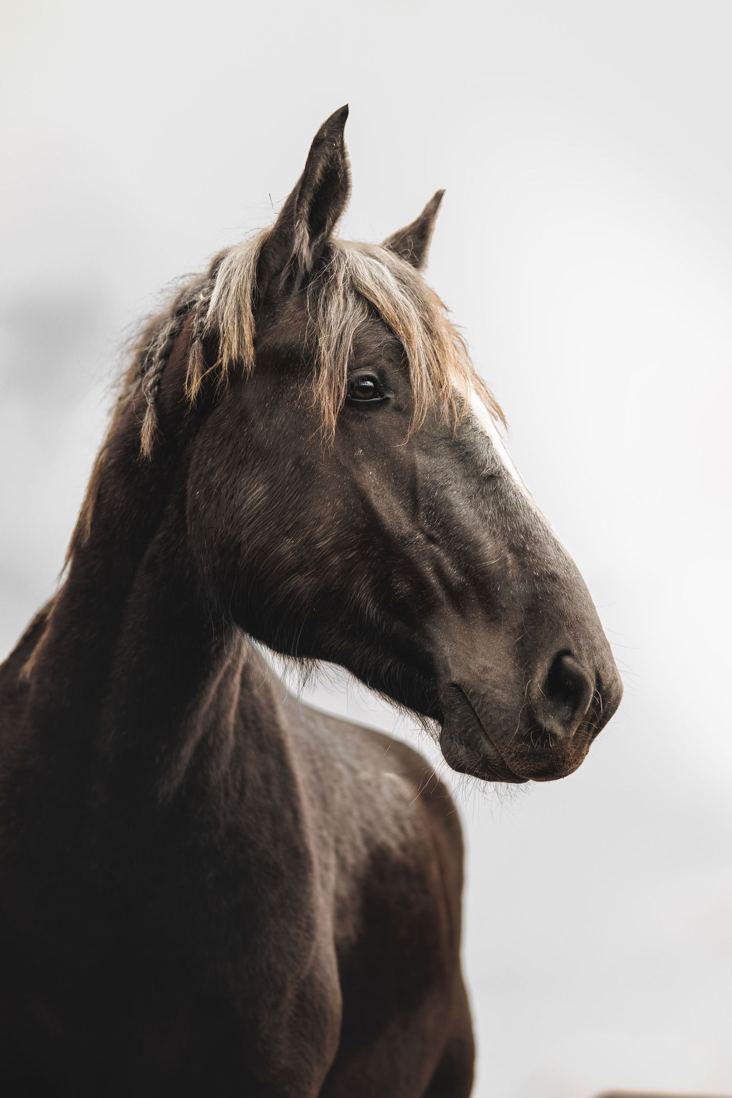 A dark brown horse with a light mane posing against a neutral gray background. Percheron.