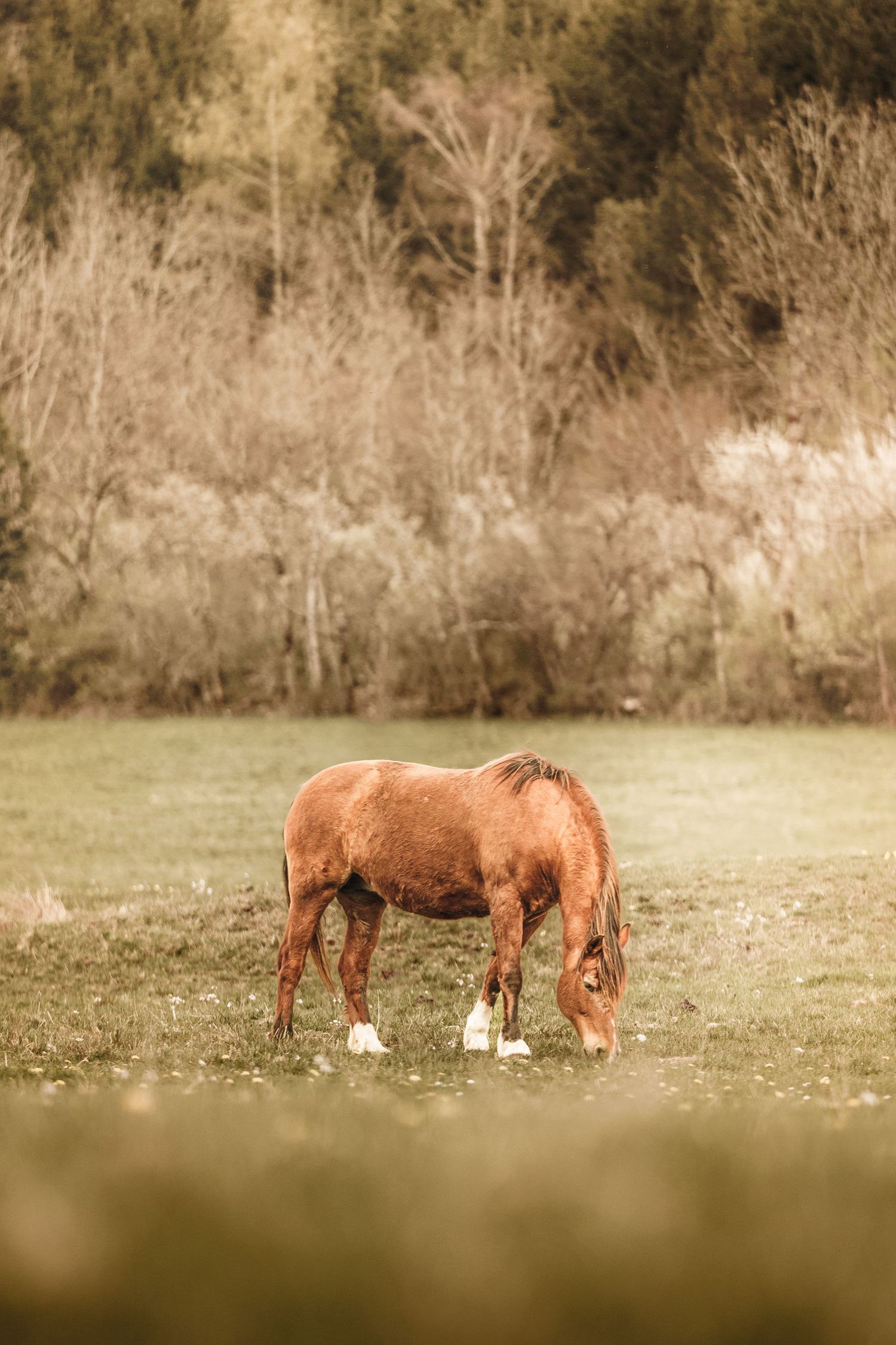 A chestnut horse grazing peacefully on a green meadow with autumn trees in the background.