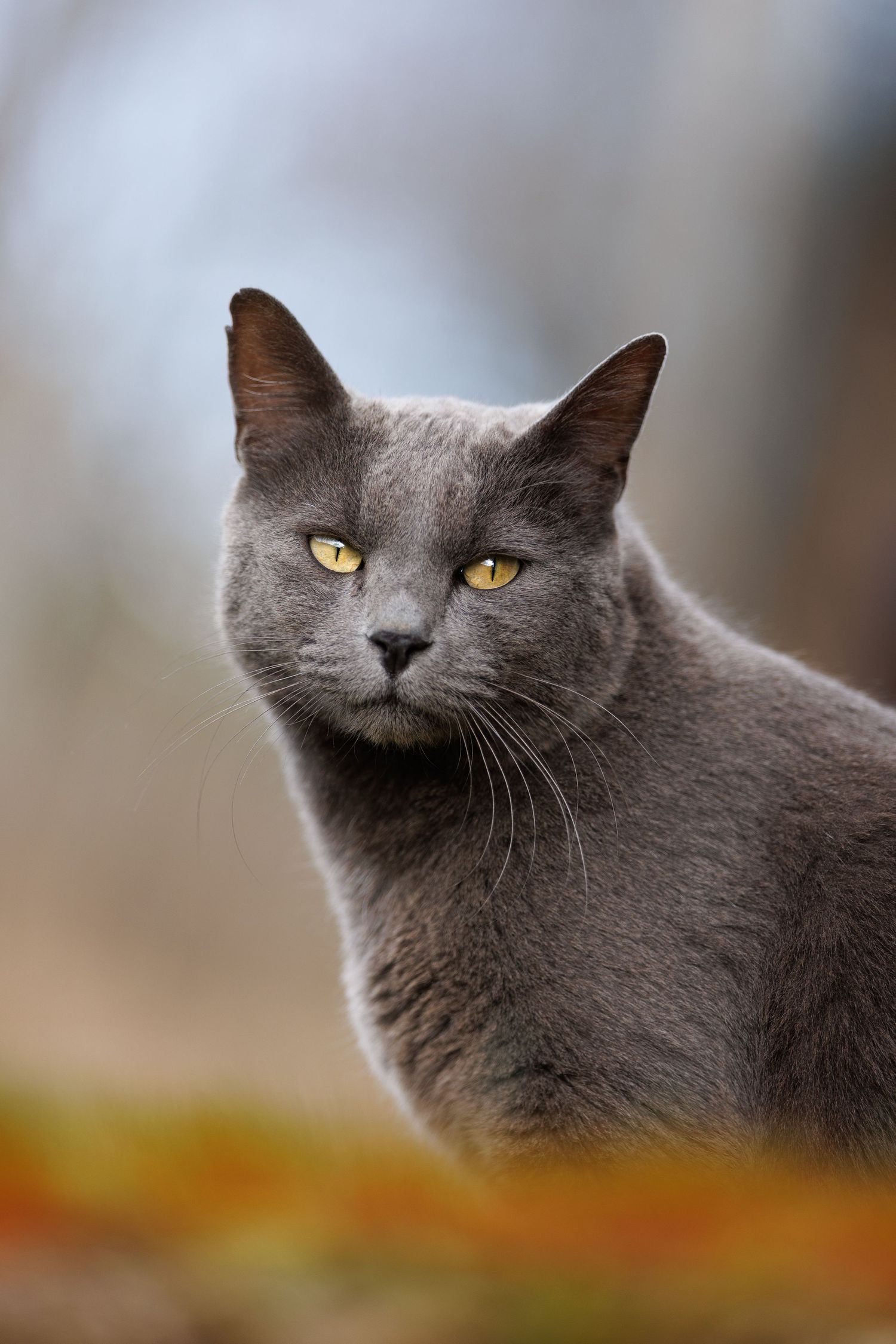 A gray cat with striking yellow eyes sits outdoors against a soft blurred background of blue and autumn colors.