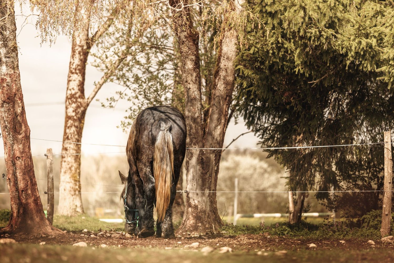 A dark horse grazes peacefully beneath tall trees in a sunlit paddock with a wire fence in the background.