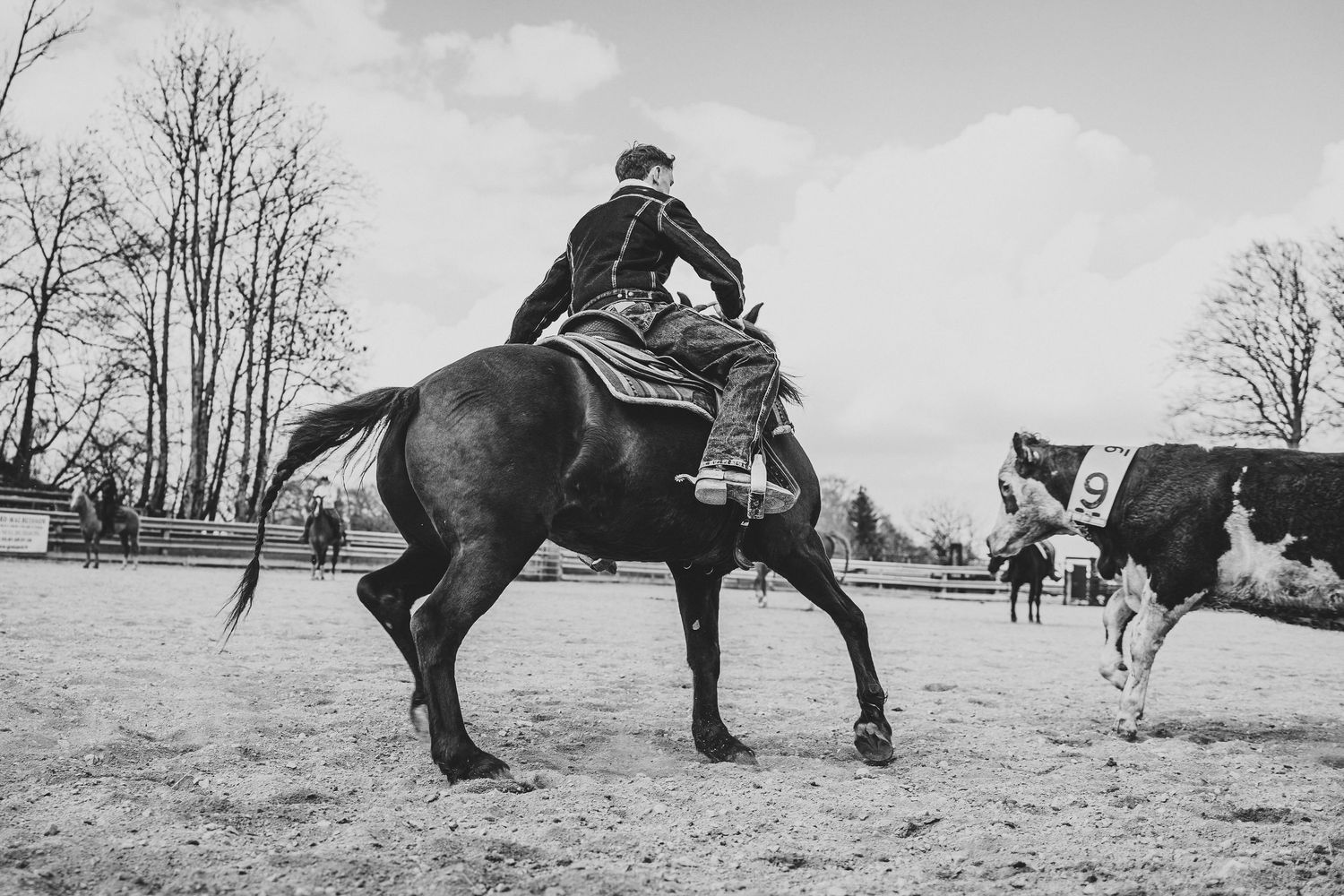 Cowboy on a rearing black horse during a cattle cutting competition in a sandy arena.