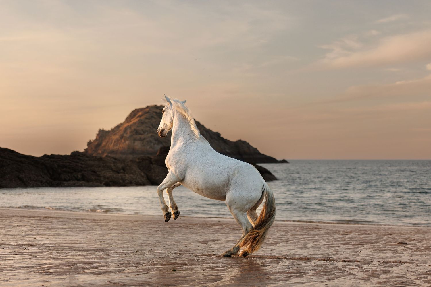 White horse rearing up on a sandy beach at sunset with rocky cliffs and ocean waves in the background.