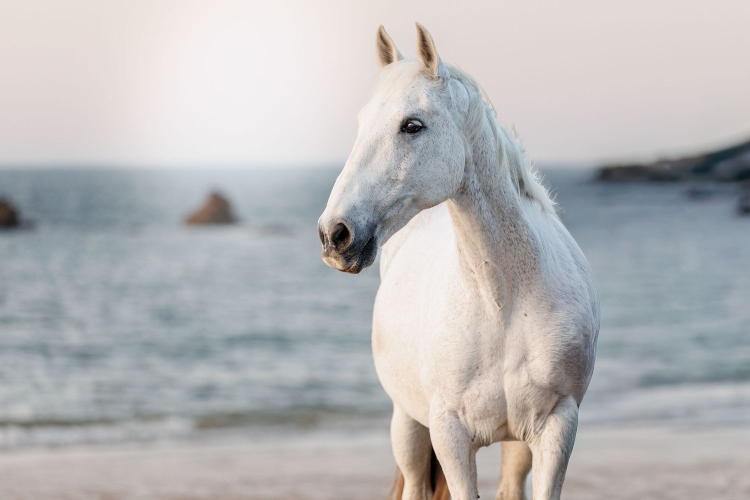 A majestic white horse stands on a sandy beach with calm blue ocean waters and rocks in the background.