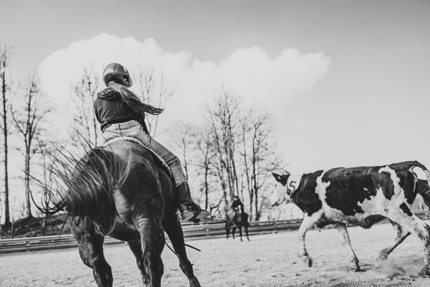 Black and white photo of a rider on horseback chasing a black and white cow in an arena.
