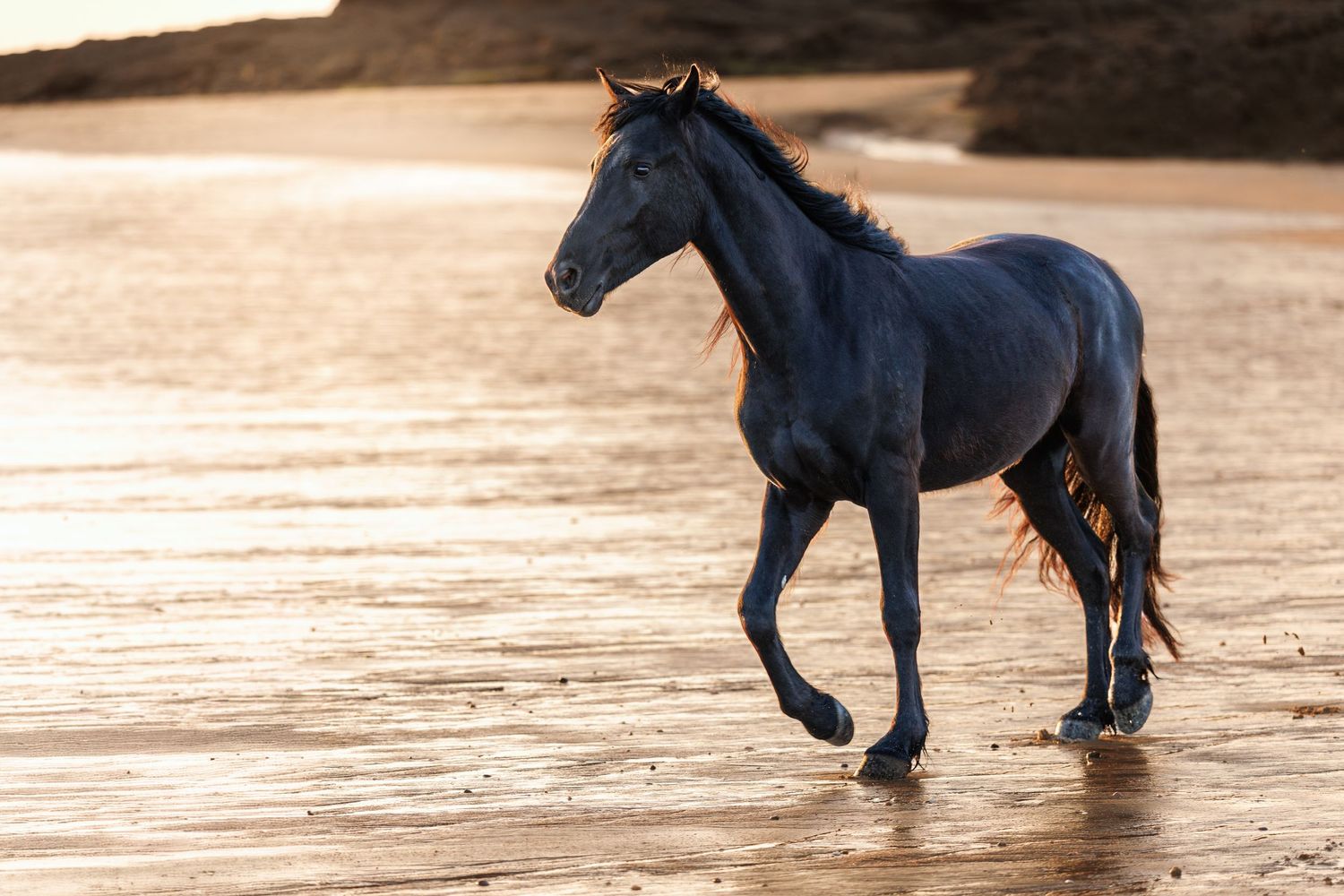 A dark blue horse with flowing red mane trots gracefully along a sunlit sandy beach at golden hour.