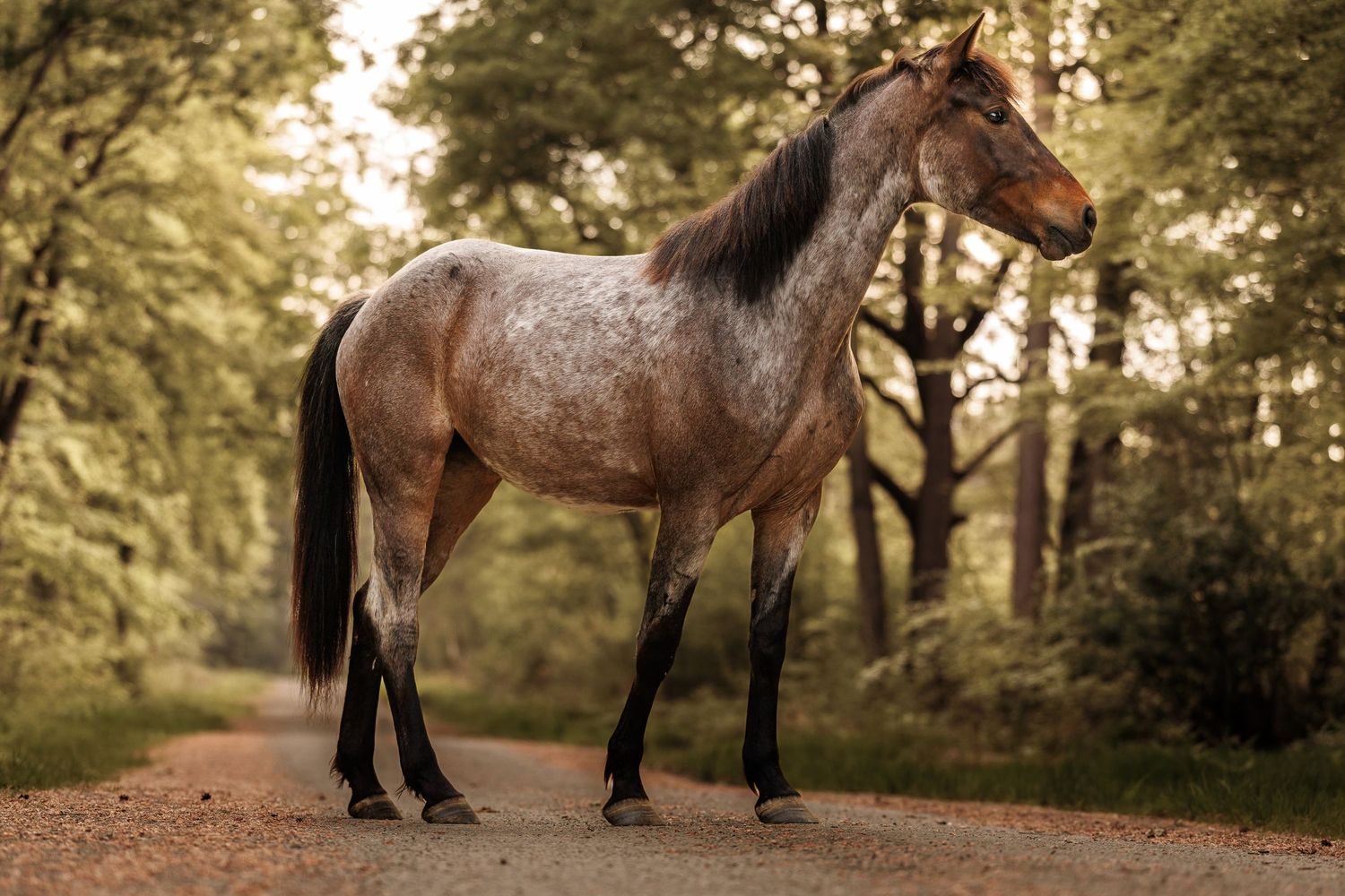 A roan horse with dark mane stands on a forest dirt path surrounded by lush green trees in soft golden light.