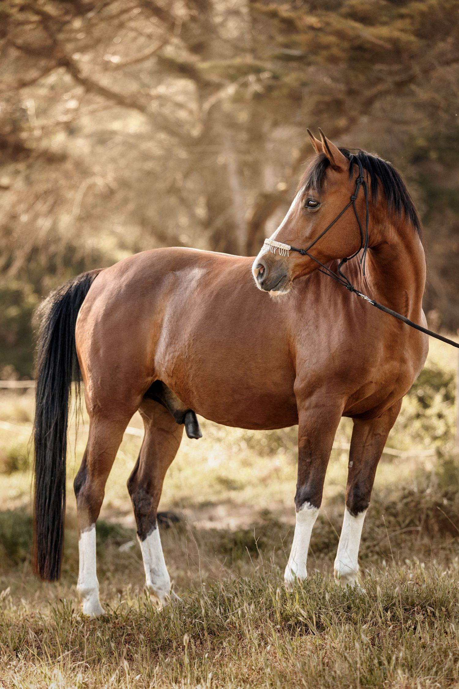 A chestnut bay horse with white markings stands in a sunlit field wearing a bridle, with trees in the background.