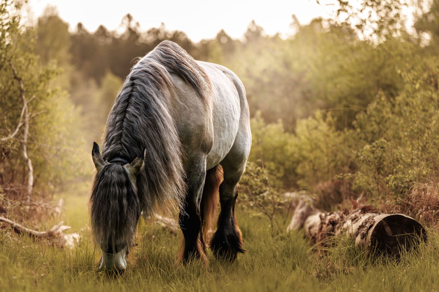 A dapple gray horse with flowing mane grazes on lush green grass in a sunlit forest clearing.