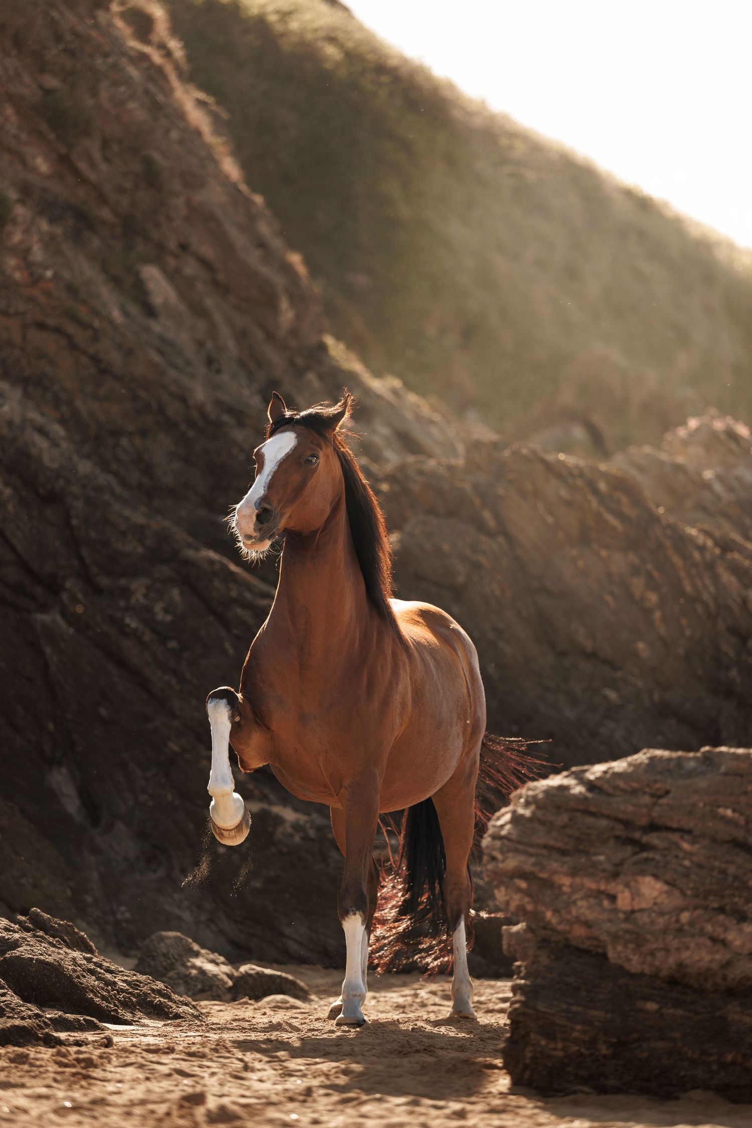 A majestic bay horse rearing up on a sandy beach with dramatic rocky cliffs and golden sunset light in the background.