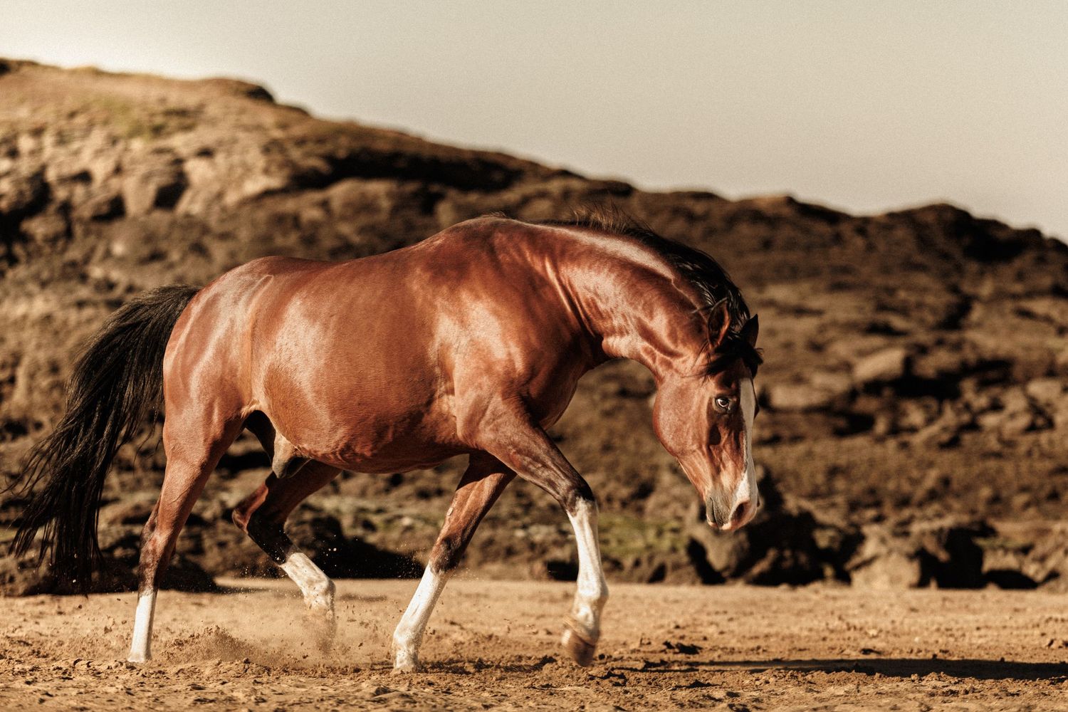 A shiny chestnut horse trots gracefully across sandy terrain with rocky hills in the background.