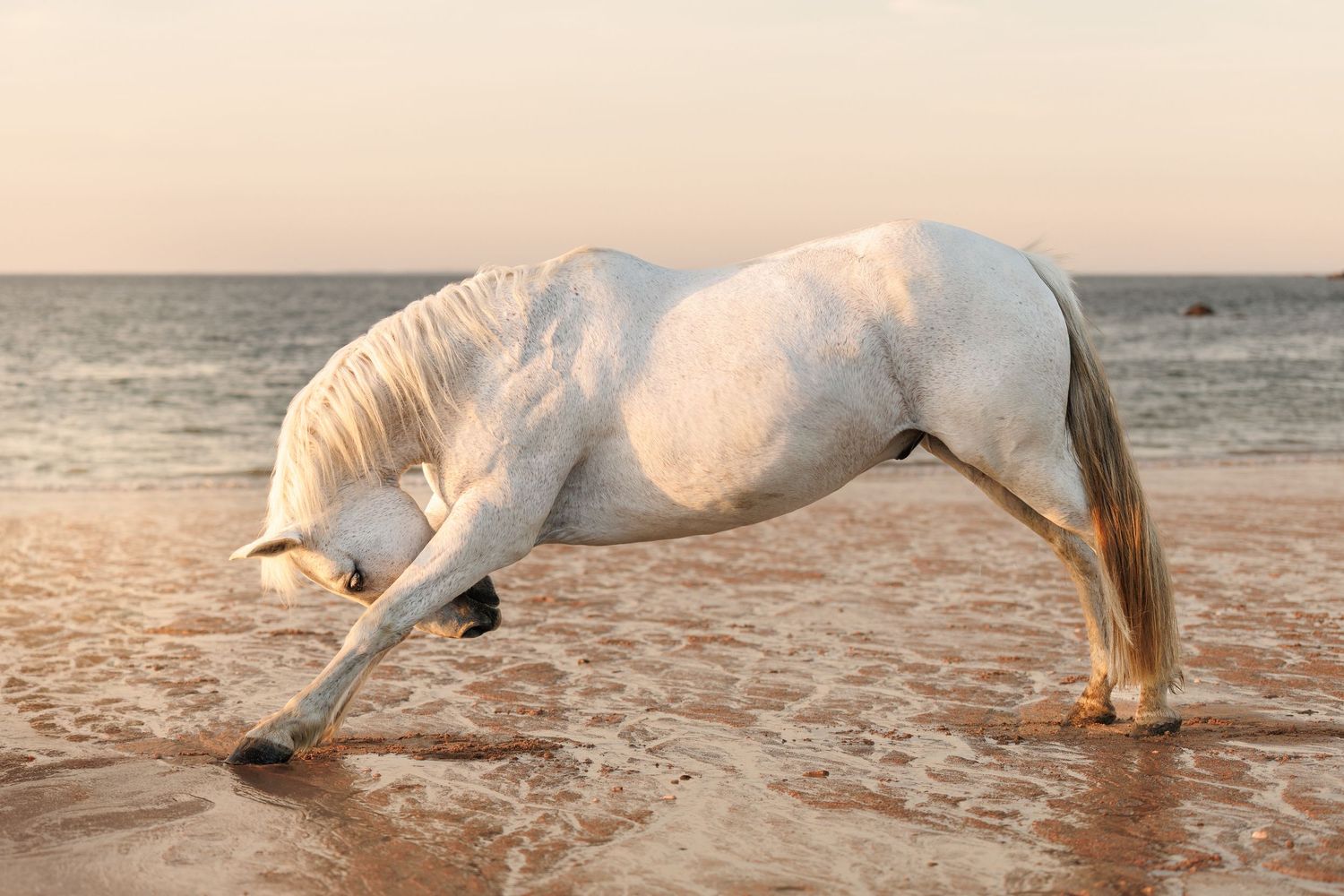 White horse bowing gracefully on a sandy beach at sunset with gentle ocean waves in the background.