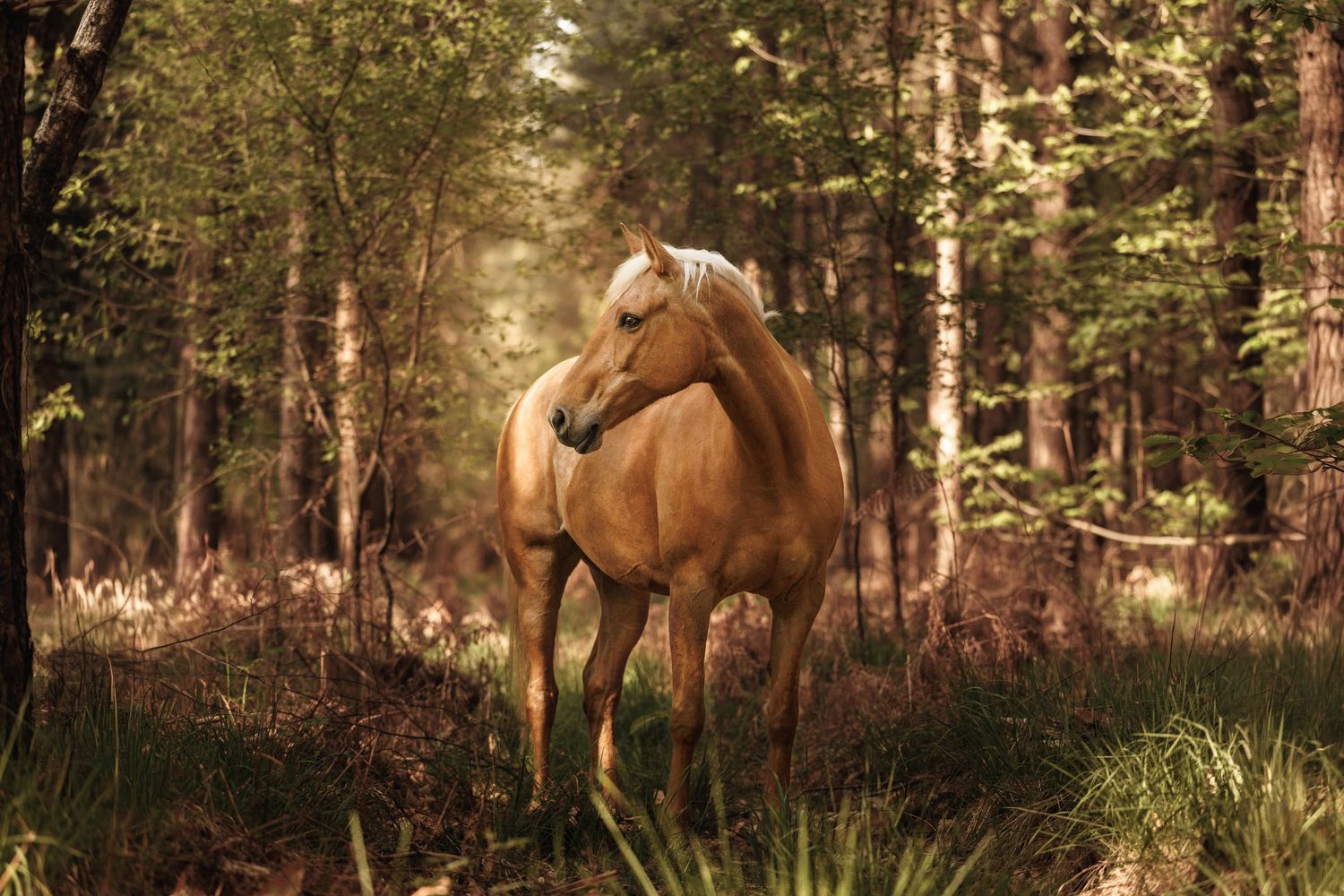 A golden palomino horse stands gracefully in a sunlit forest clearing surrounded by tall trees and lush green foliage.