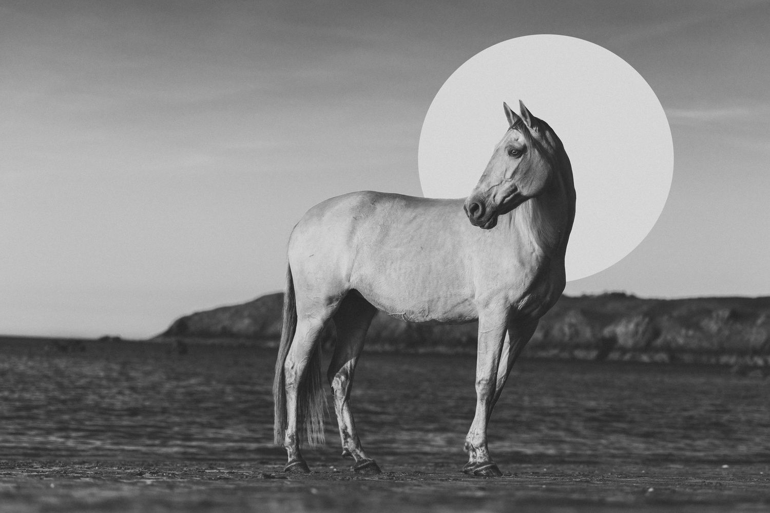 Black and white photo of a white horse standing majestically with a full moon backdrop in an open landscape.