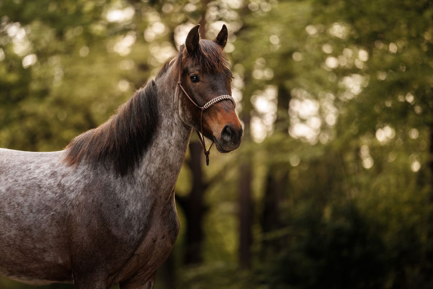 A dapple gray horse wearing a halter stands majestically before a lush green forest backdrop.