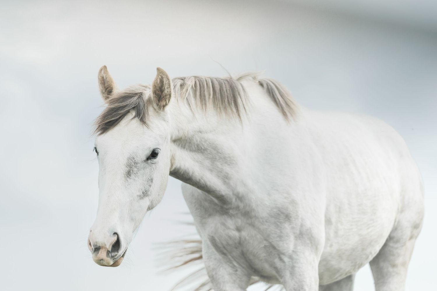 A majestic white horse with flowing mane stands gracefully against a soft light blue sky background.