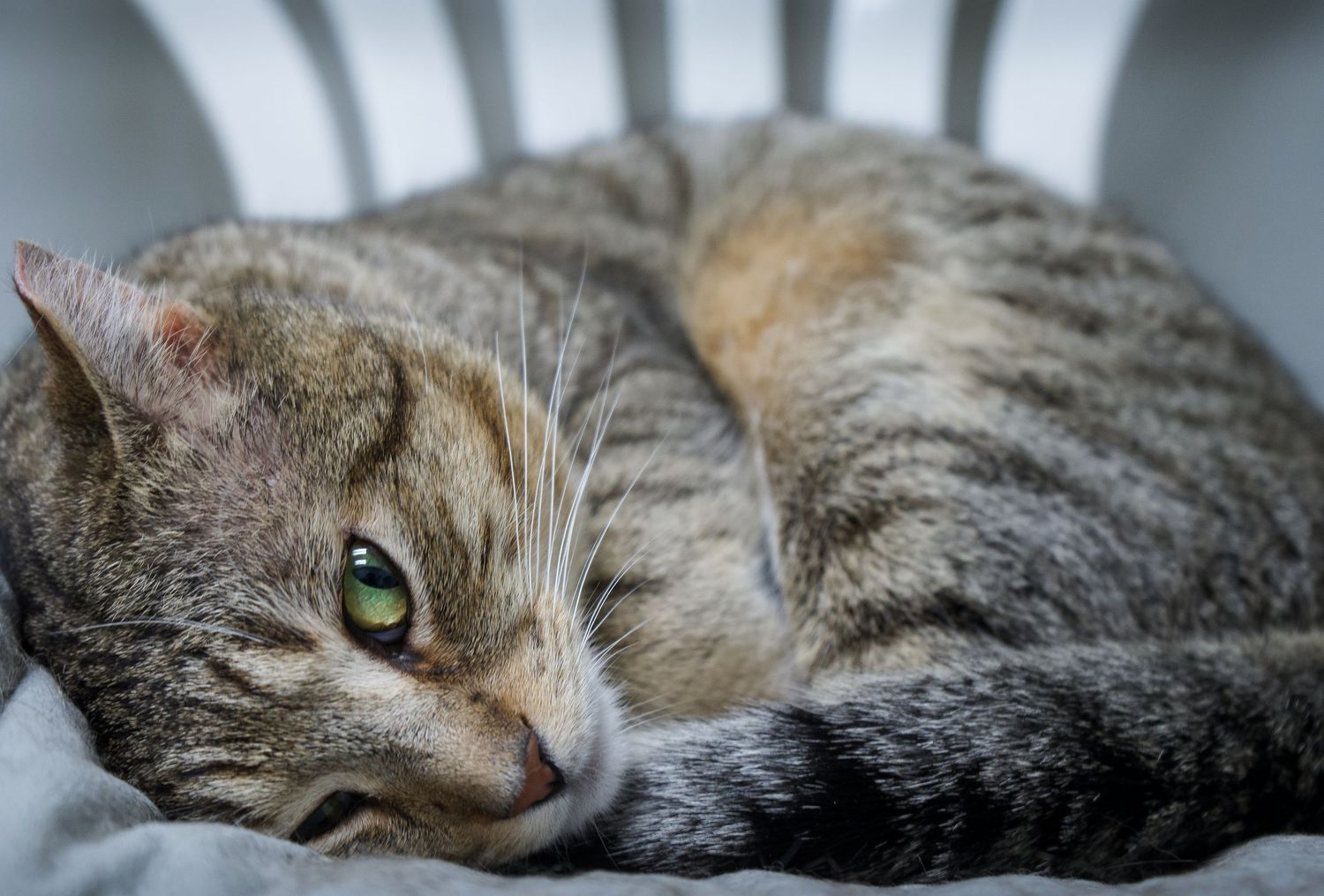 Pet portrait of brown tabby cat with one visible green eye lies curled up in a white chair.
