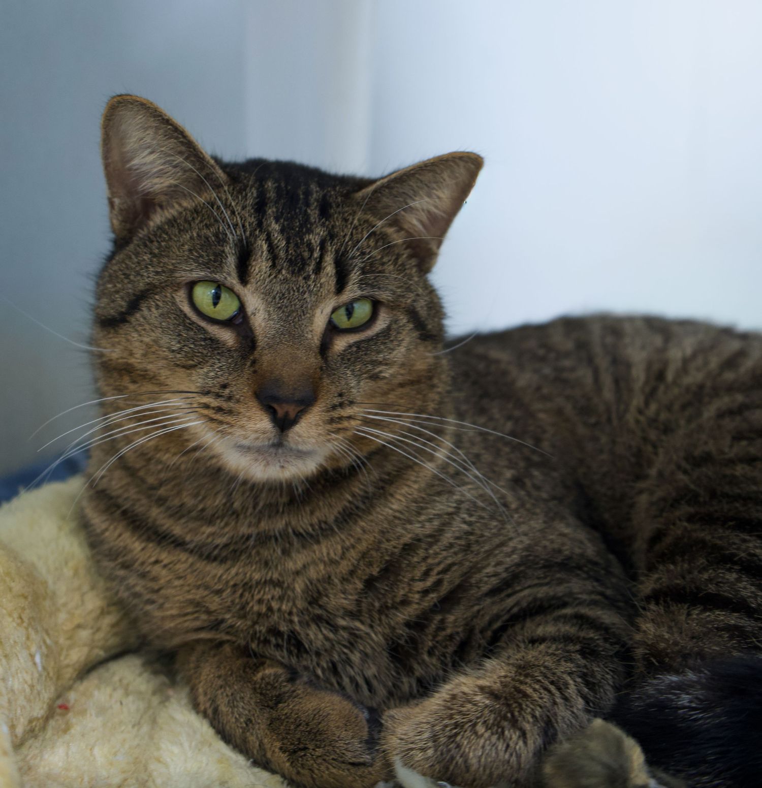 A brown tabby cat with striking green eyes lounges on a fluffy white surface.