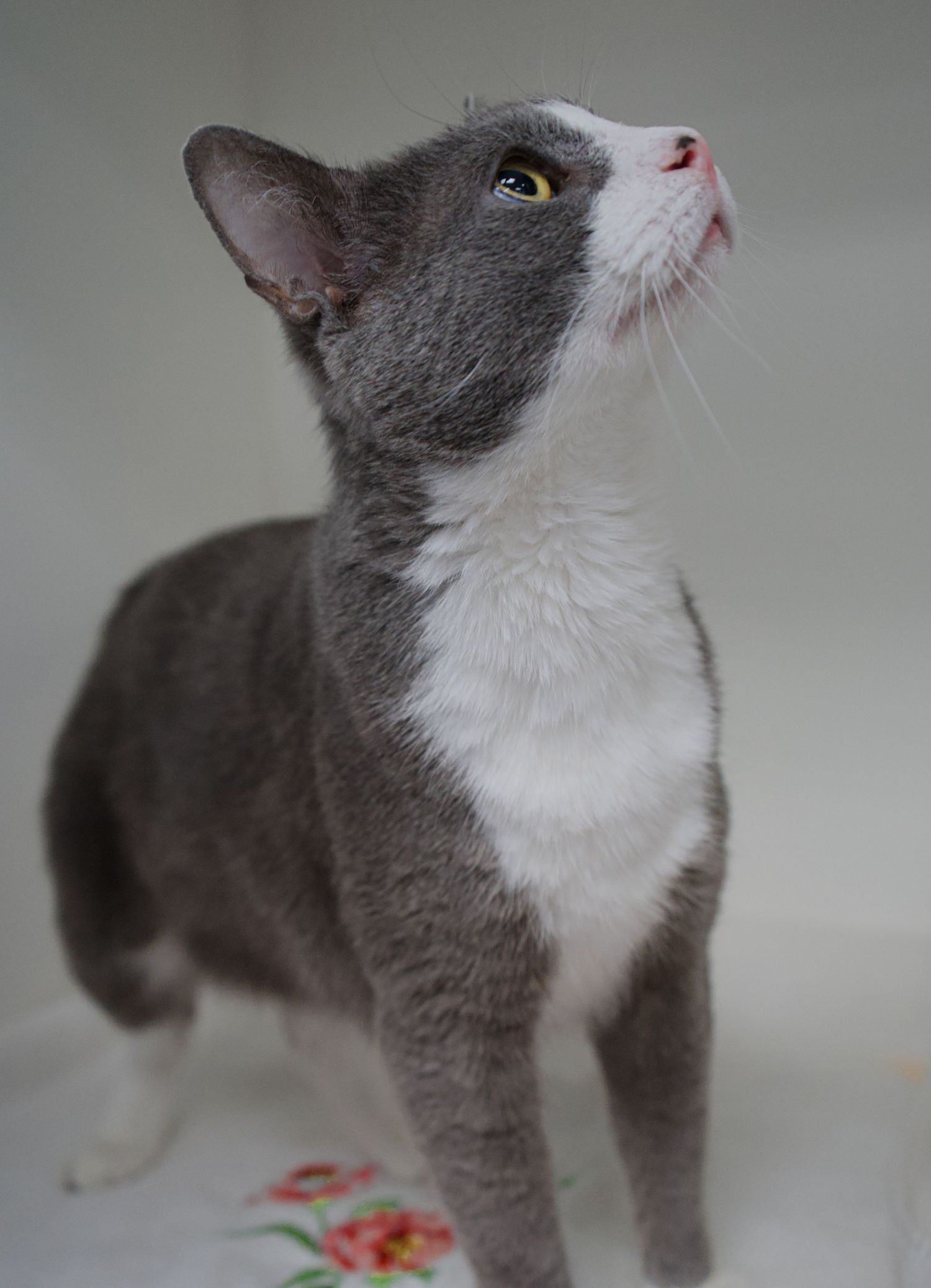 Sleek gray and white cat with yellow eyes looking upward in an indoor setting.