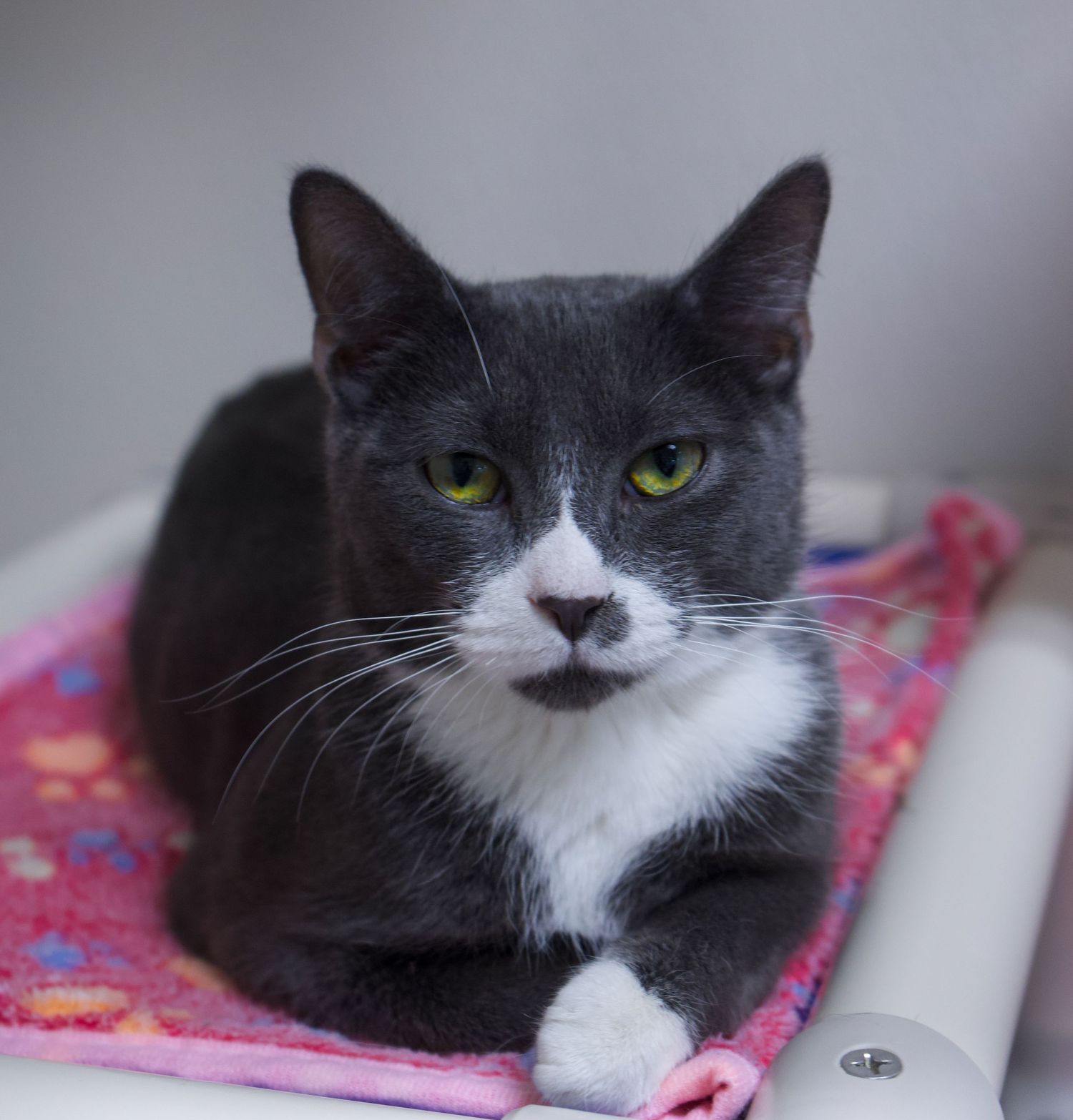 Gray and white cat with green eyes lying on a pink patterned blanket.