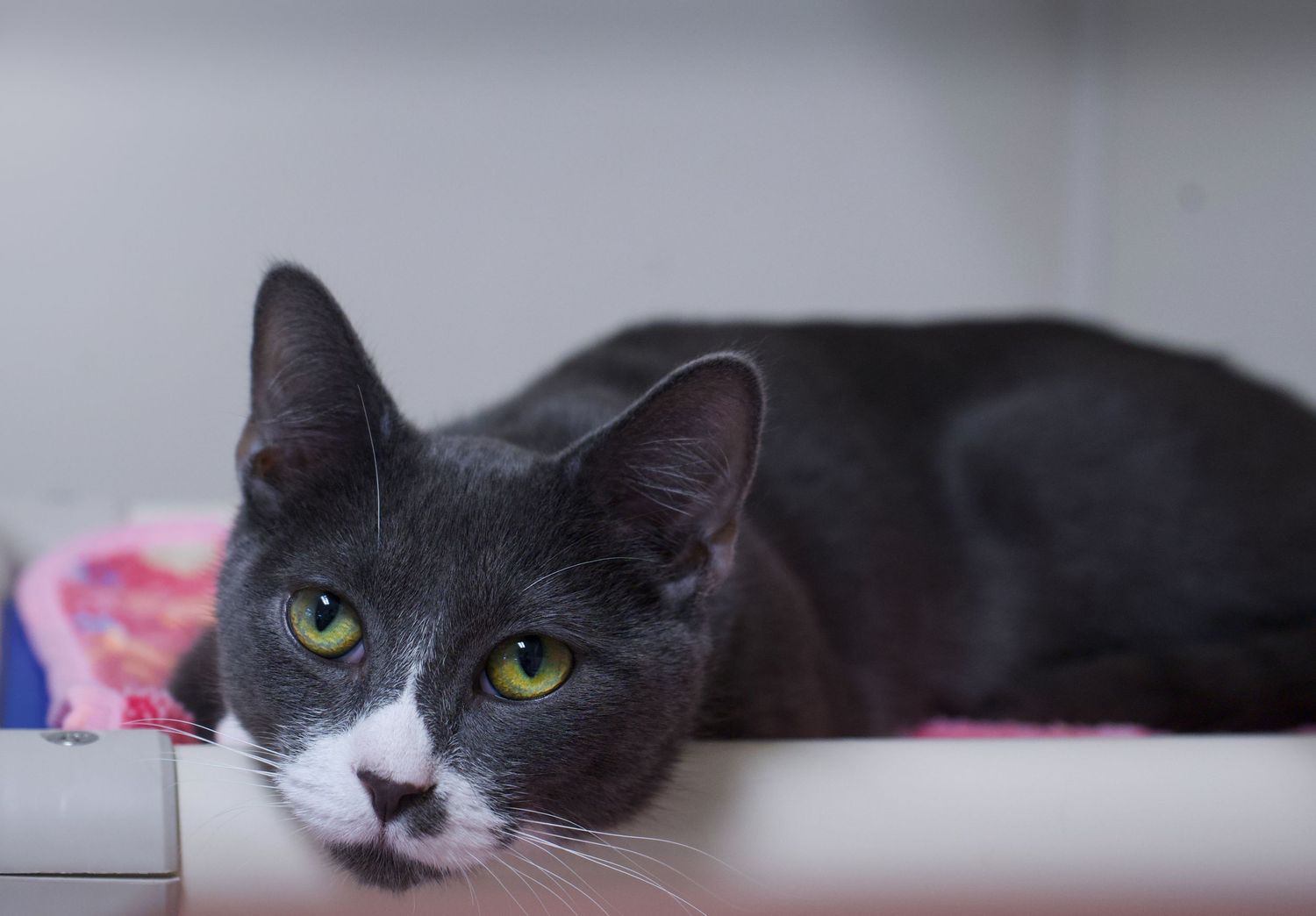 Gray and white cat with green eyes lying on a shelf in a relaxed pose.