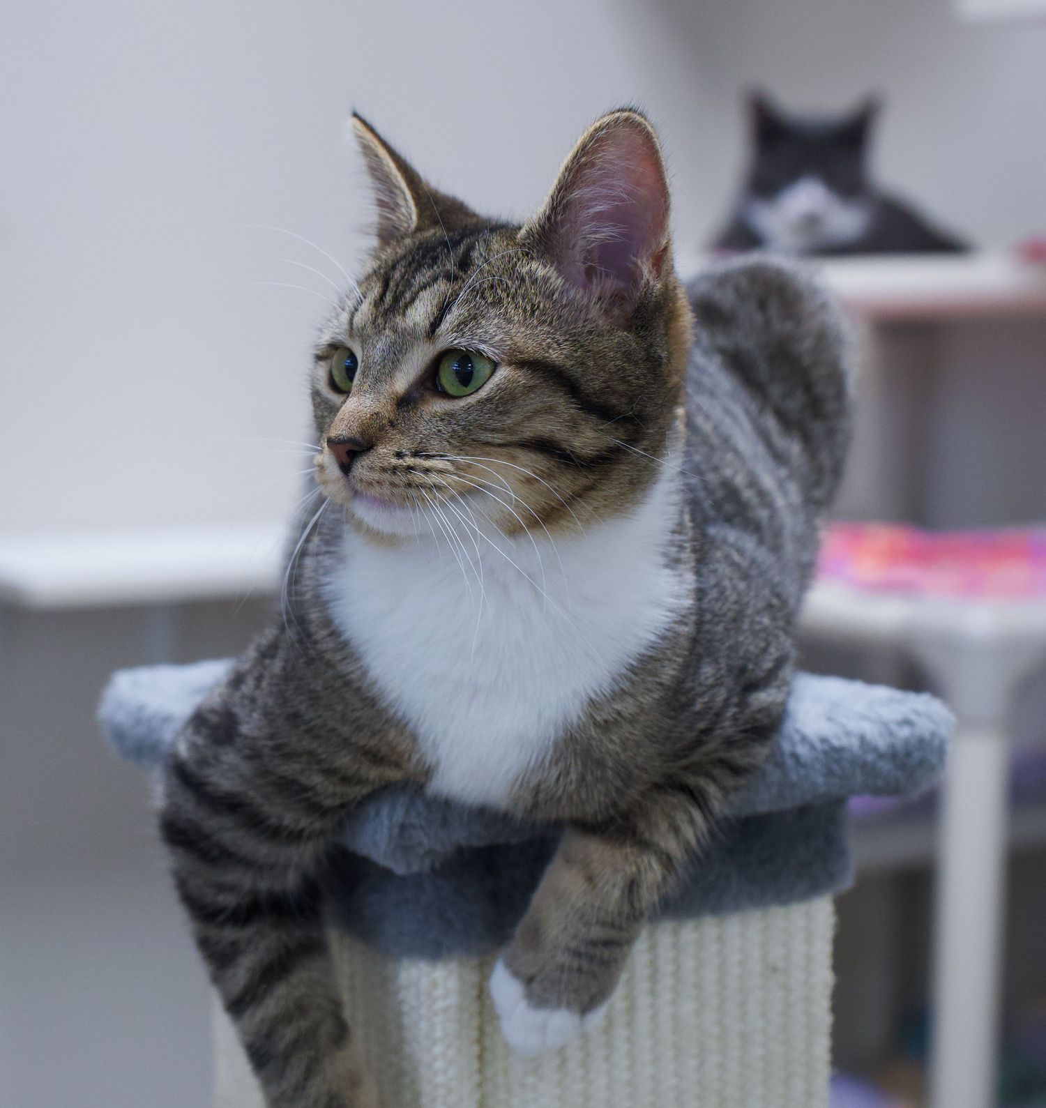 A tabby cat with green eyes sits atop a gray cat scratching post in a bright room.