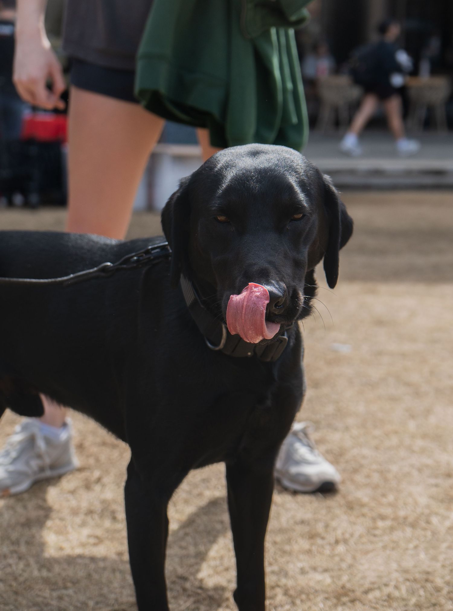 A black Labrador dog licks its nose while standing outdoors at a campus event.