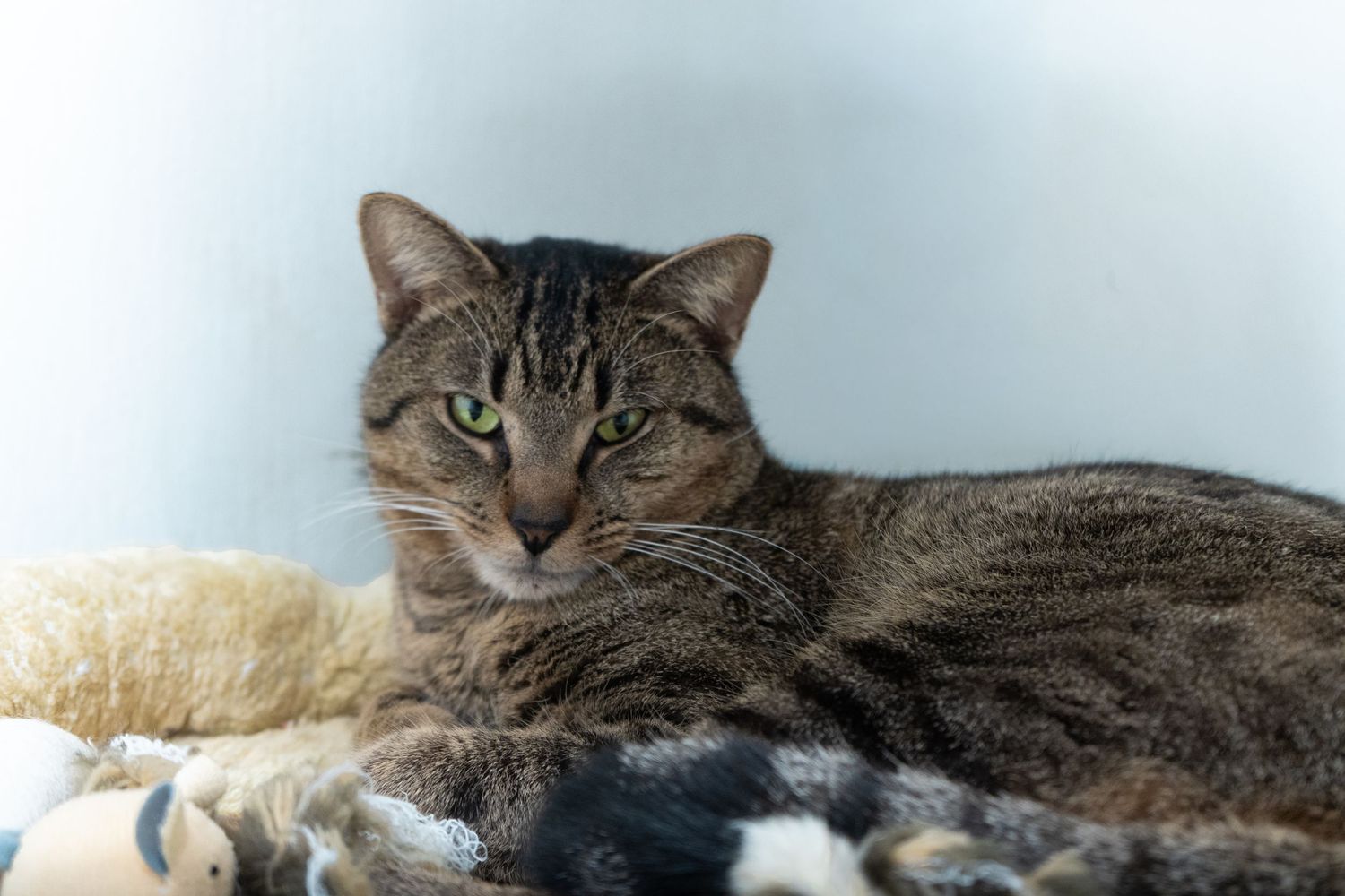 A brown tabby cat with green eyes rests beside a stuffed toy on a patterned blanket.