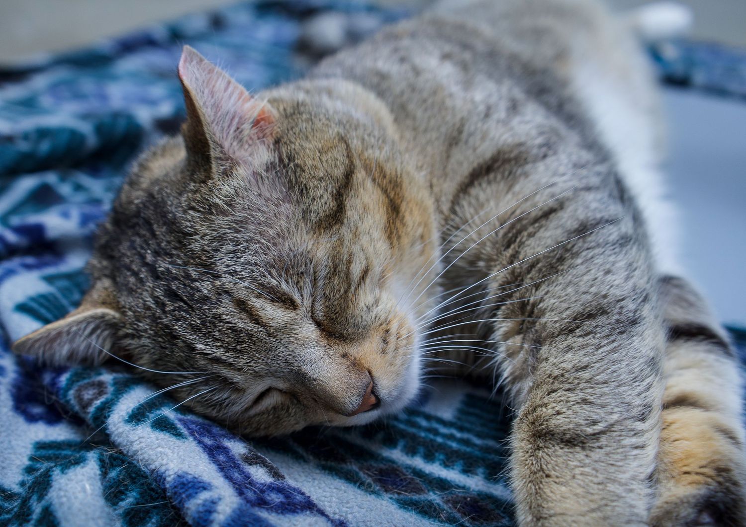 Gray tabby cat sleeping peacefully curled up on a blue patterned blanket.