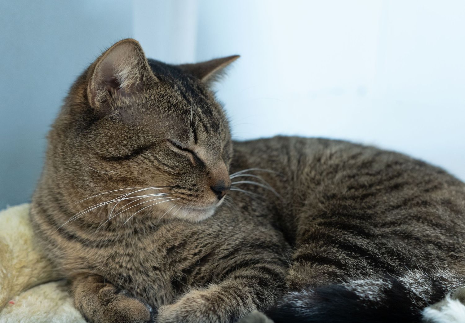 A brown tabby cat curls up peacefully on a soft white blanket.