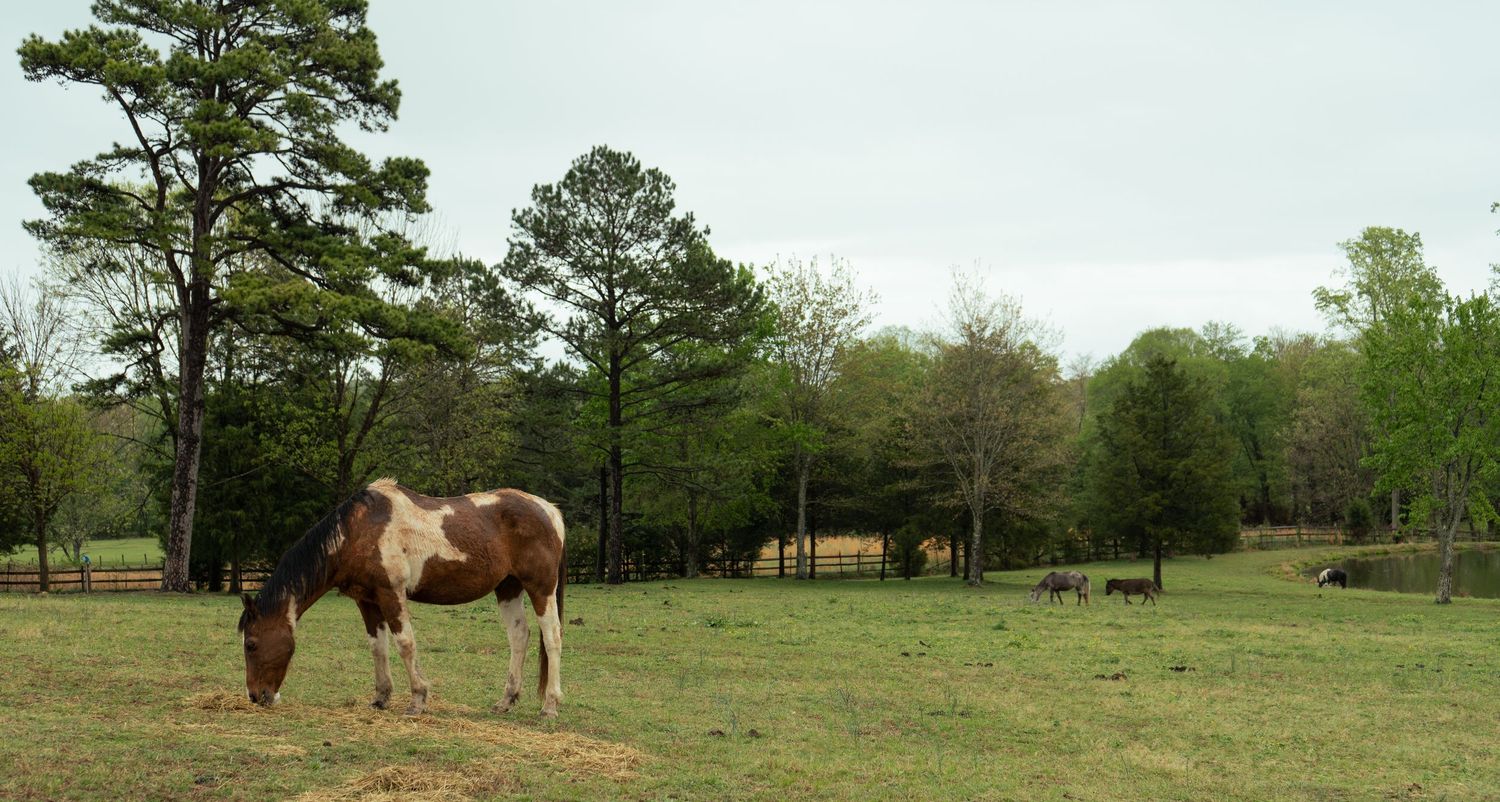 A brown and white paint horse grazing in a green pasture surrounded by trees.