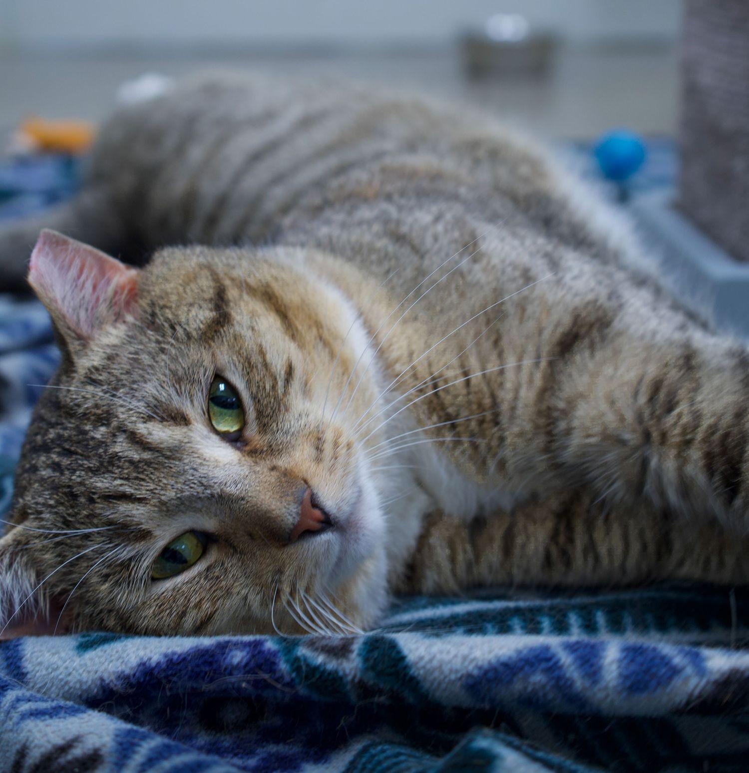 Adult tabby cat with green eyes lying sideways on a blue patterned blanket.