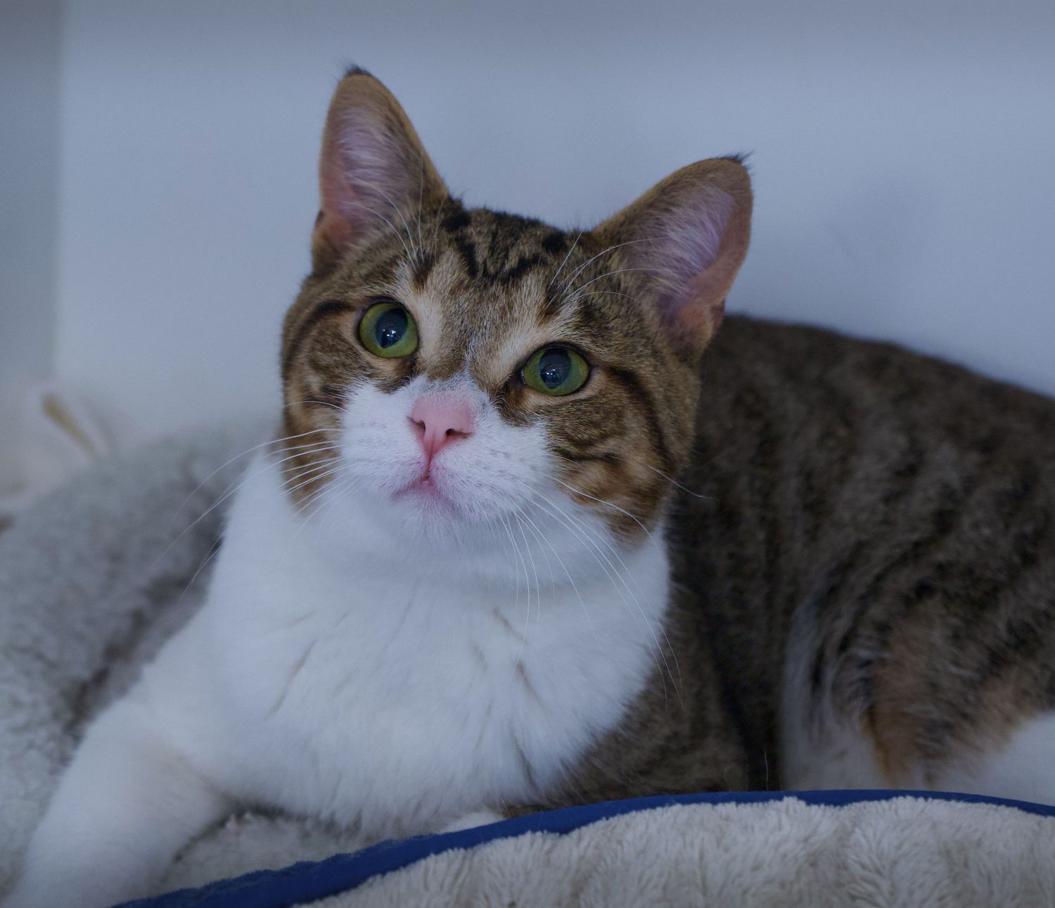 Brown tabby cat with blue-green eyes resting on a soft gray blanket.