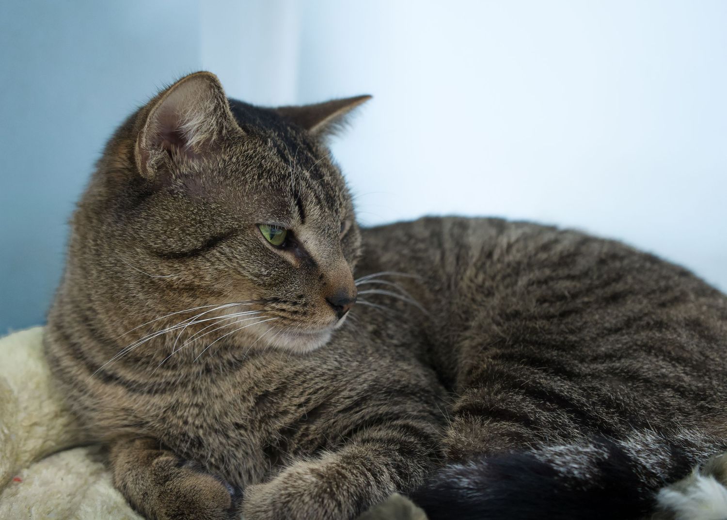 A brown tabby cat rests calmly while gazing to the side on a soft surface.
